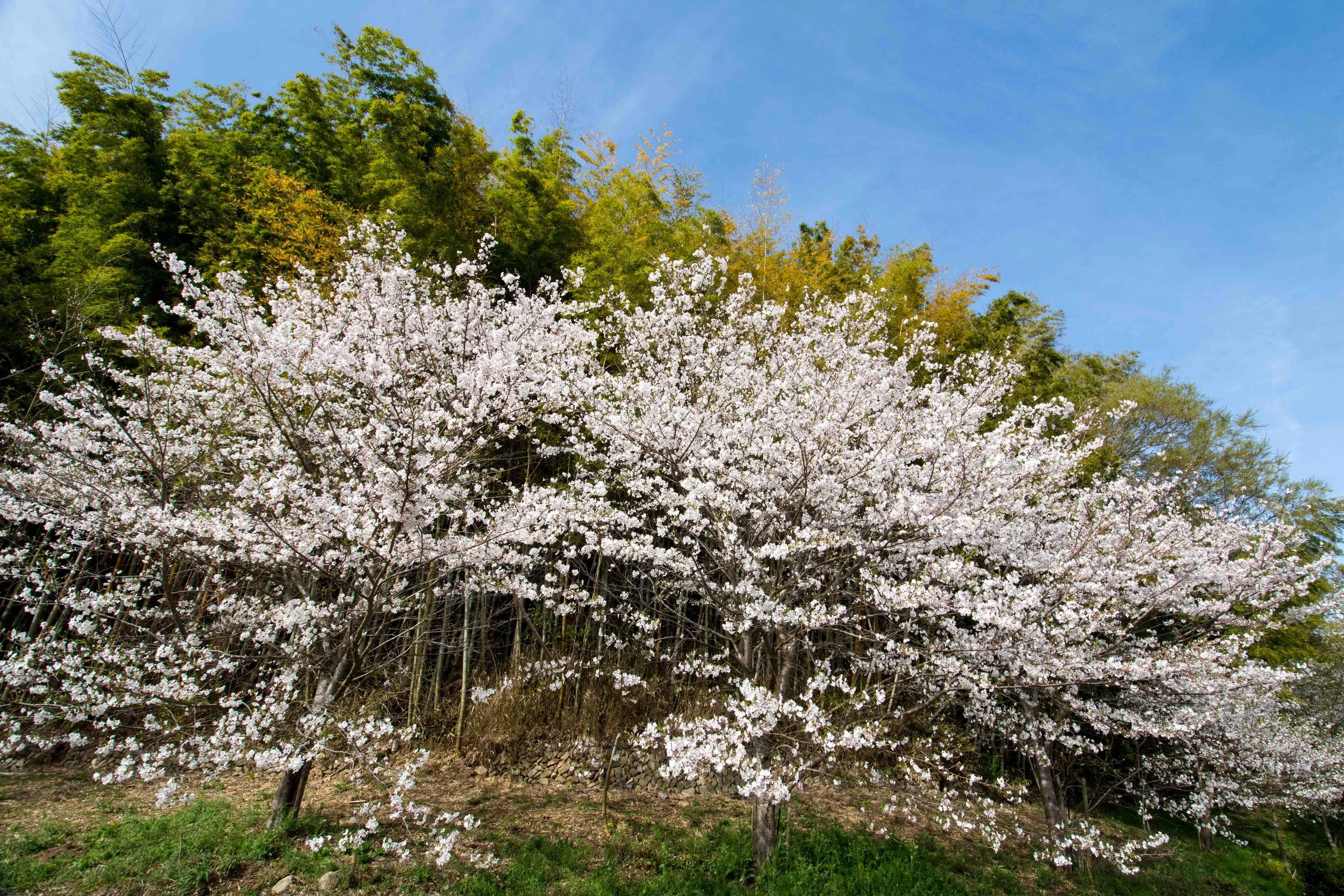 DSC_2606.b.k.jpg