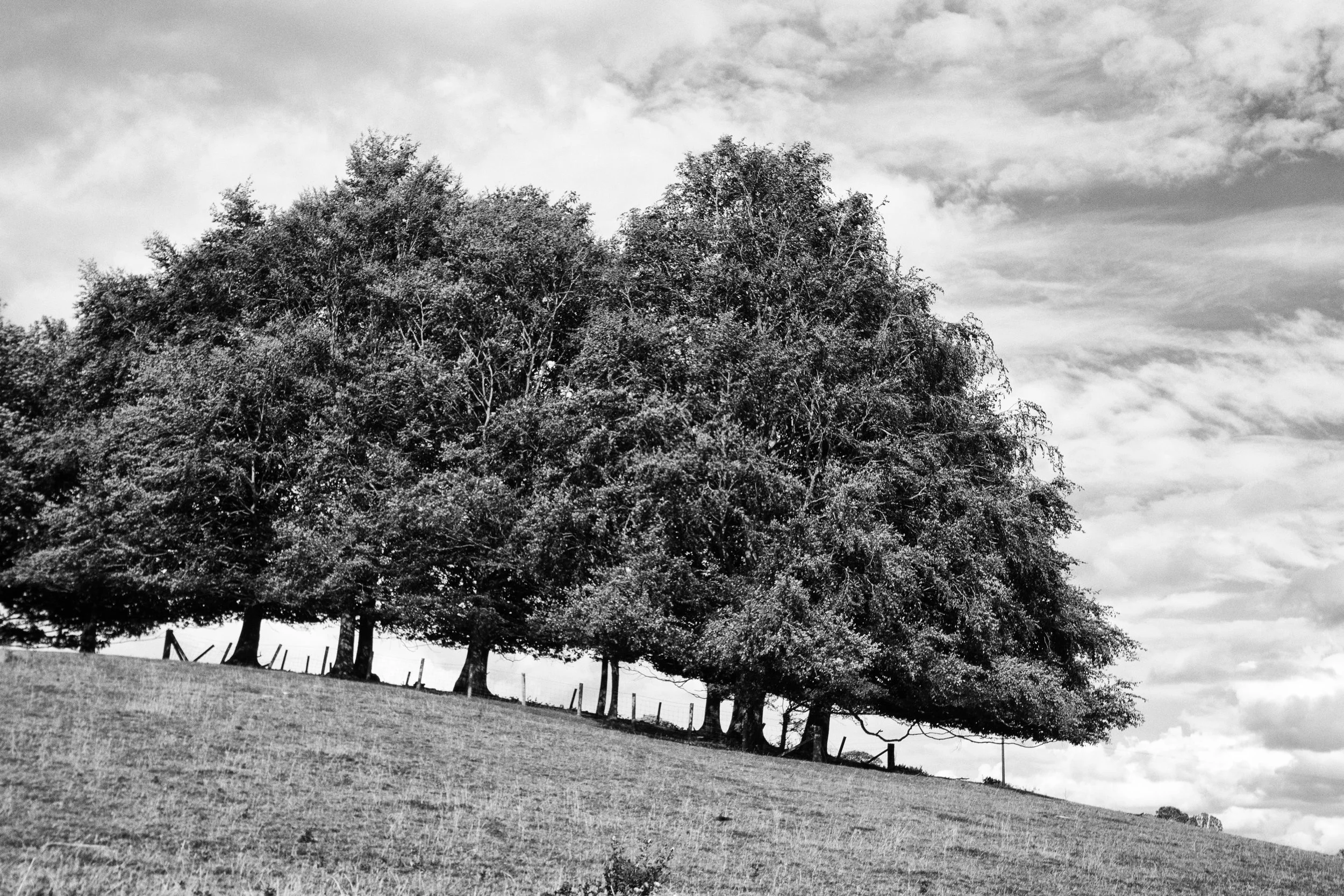 DSC_7988.ZW. .jpg