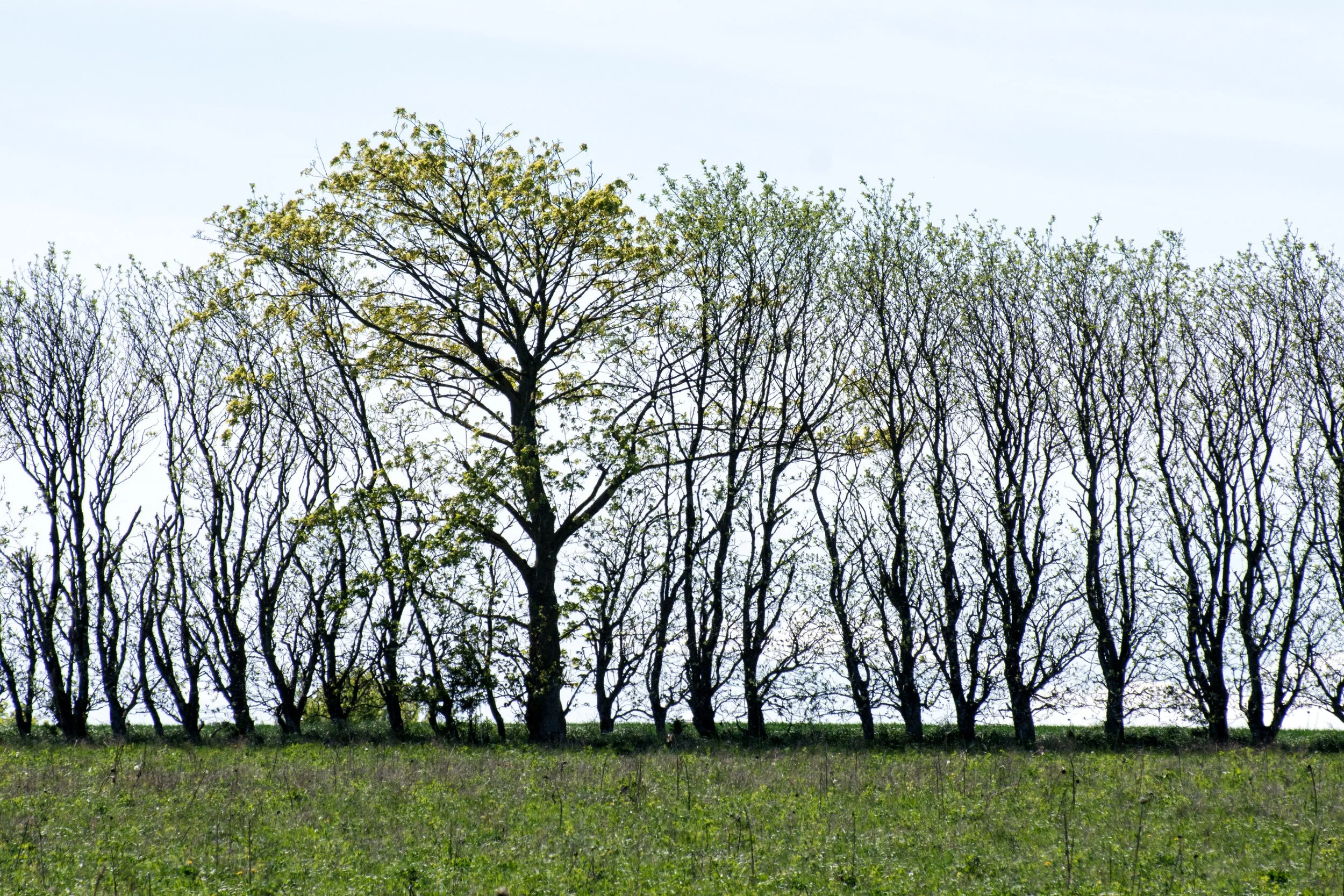 DSC_6804.b.jpg