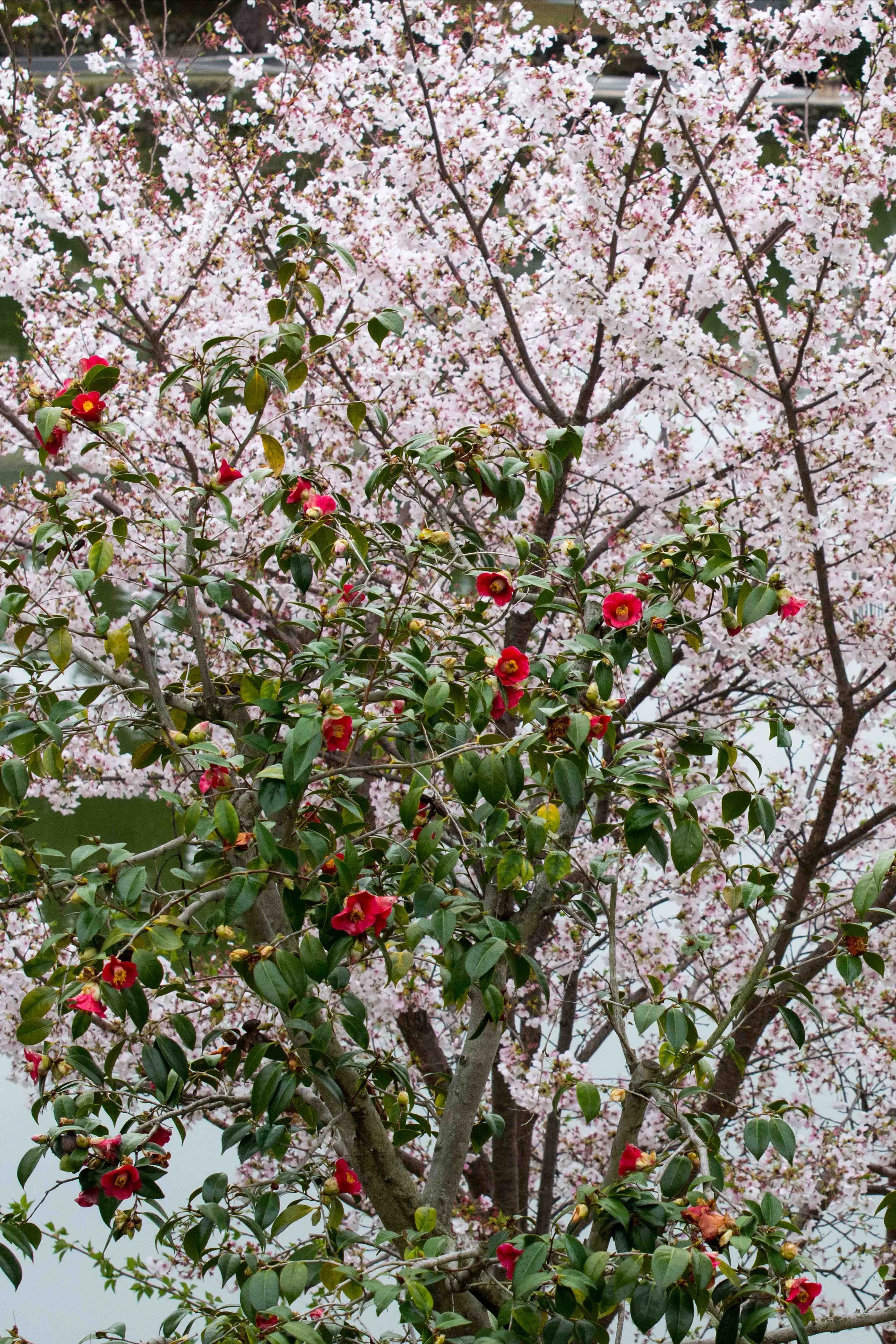 DSC_2632.b.k.jpg
