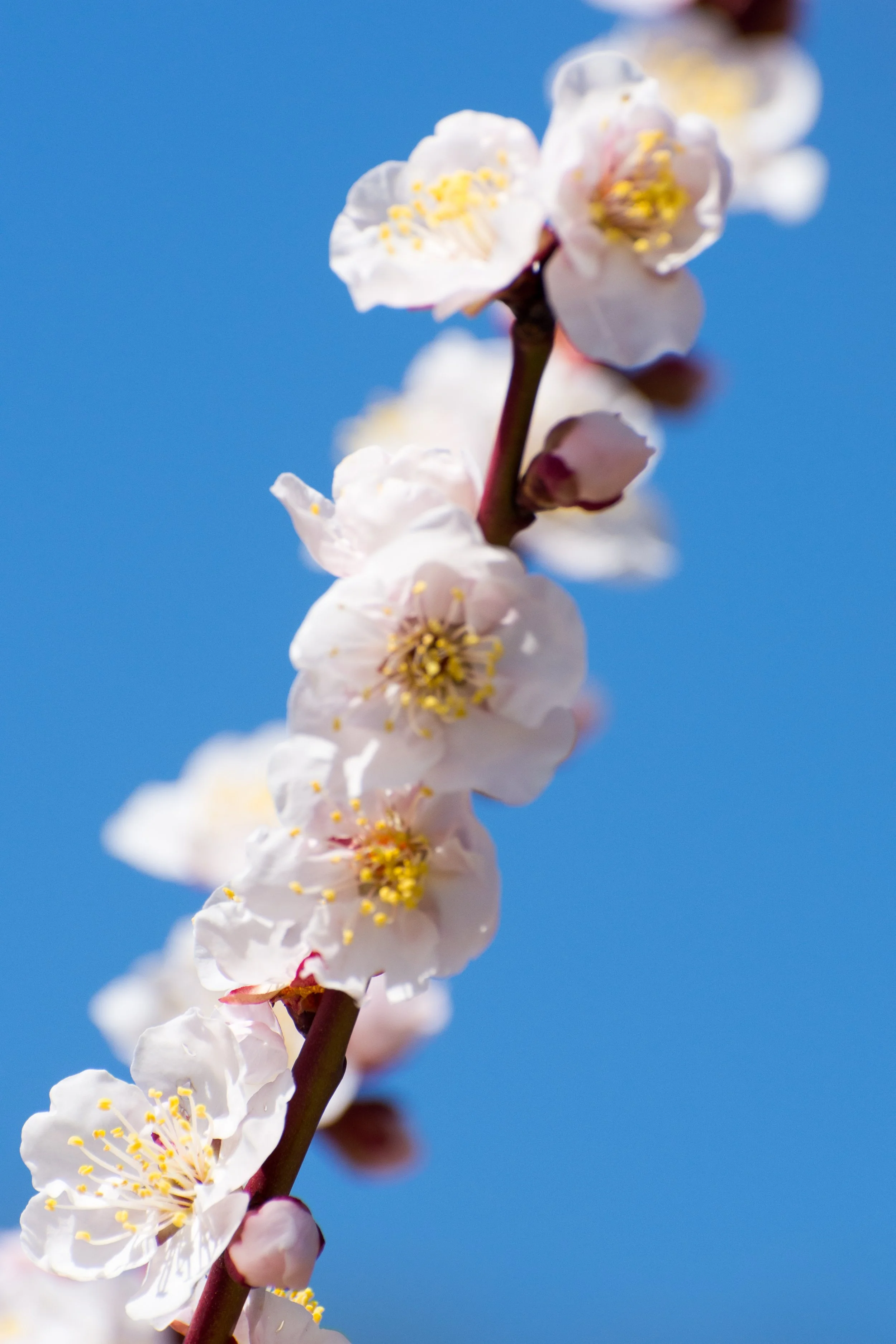 DSC_3642.b.jpg