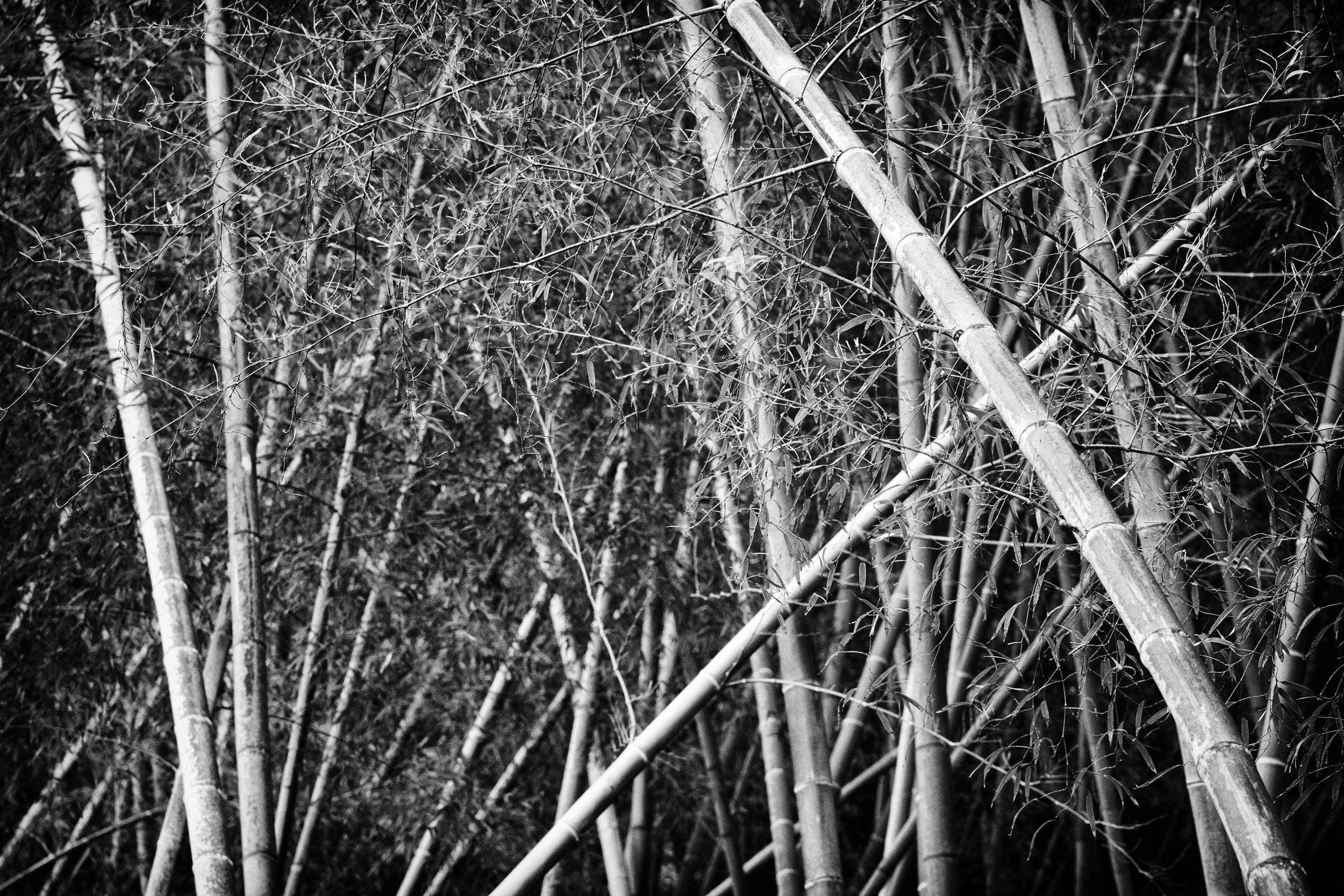 DSC_3779.b.ZW..jpg