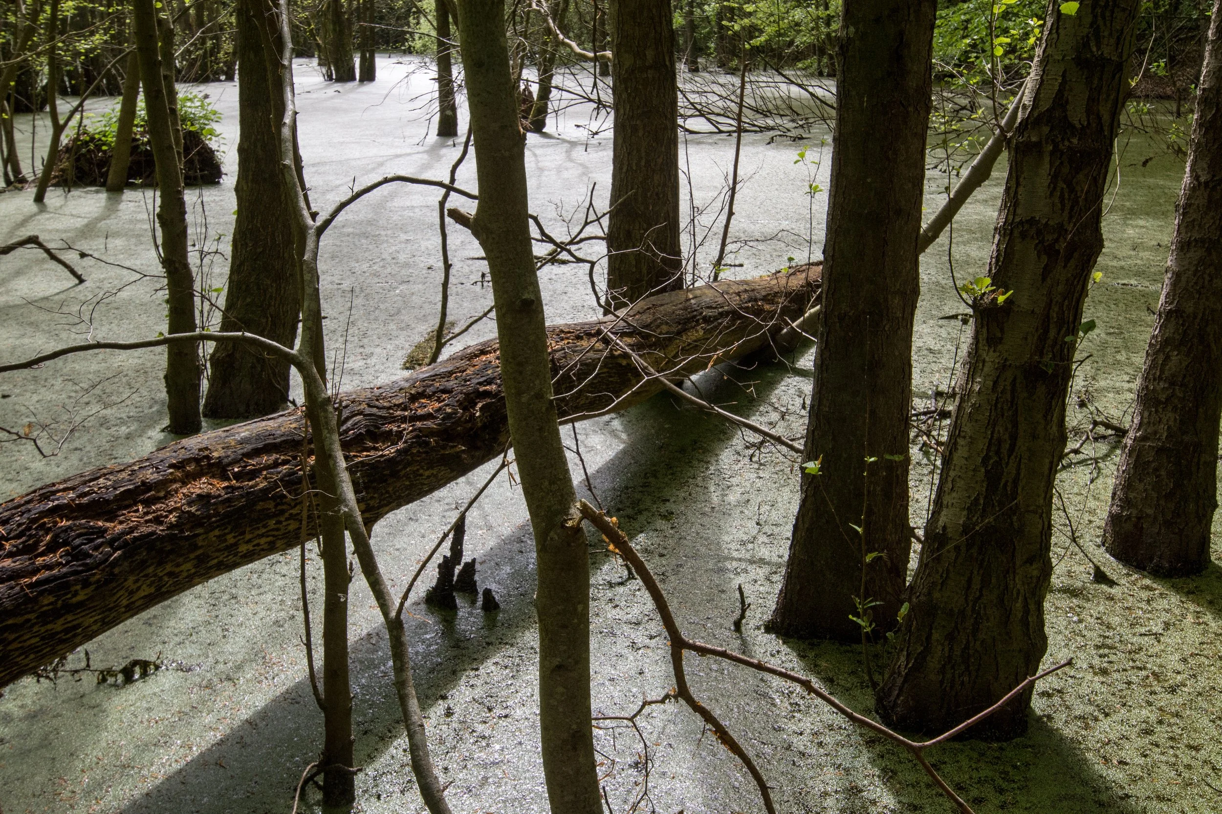 DSC_6665.b.jpg