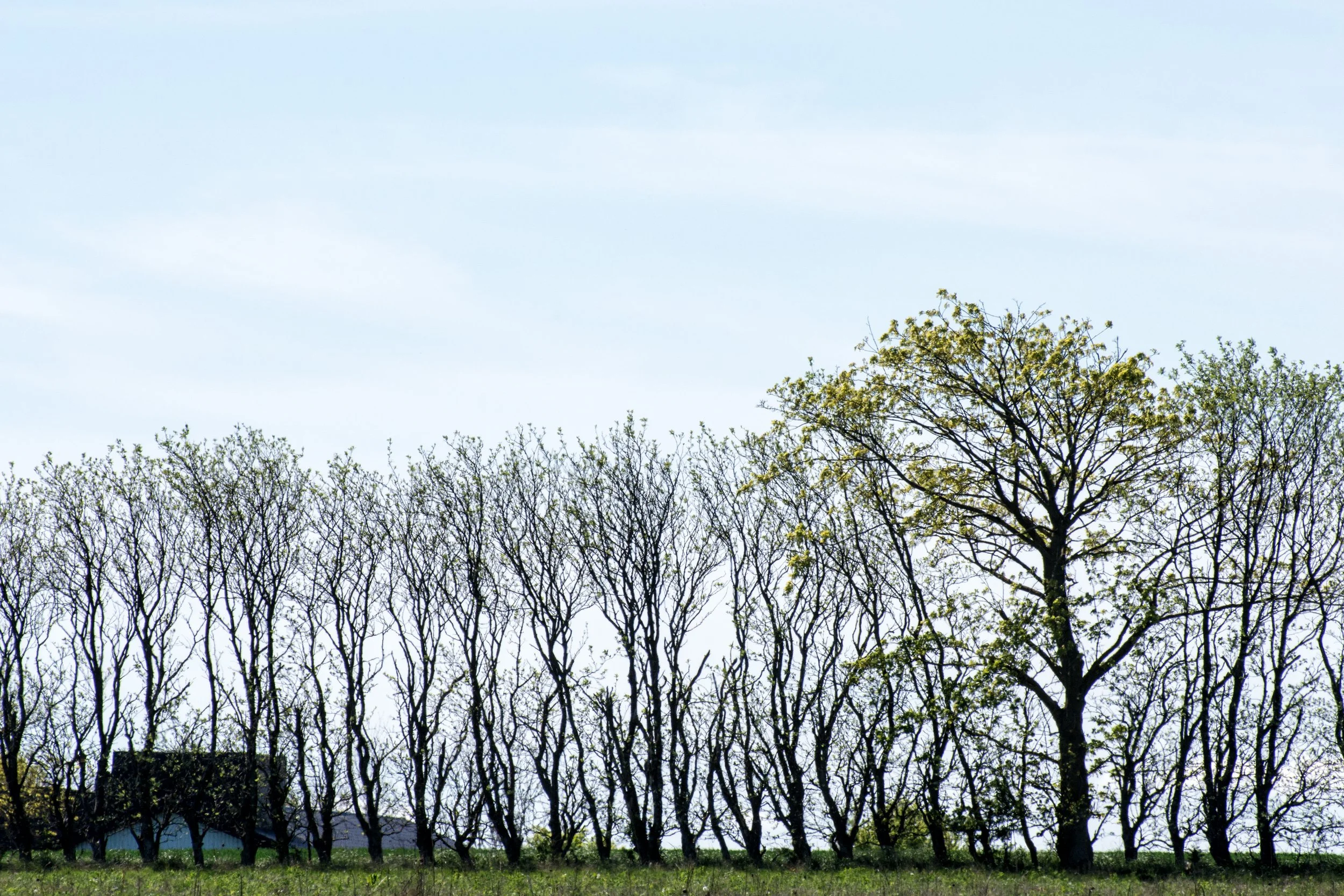 DSC_6805.b.jpg