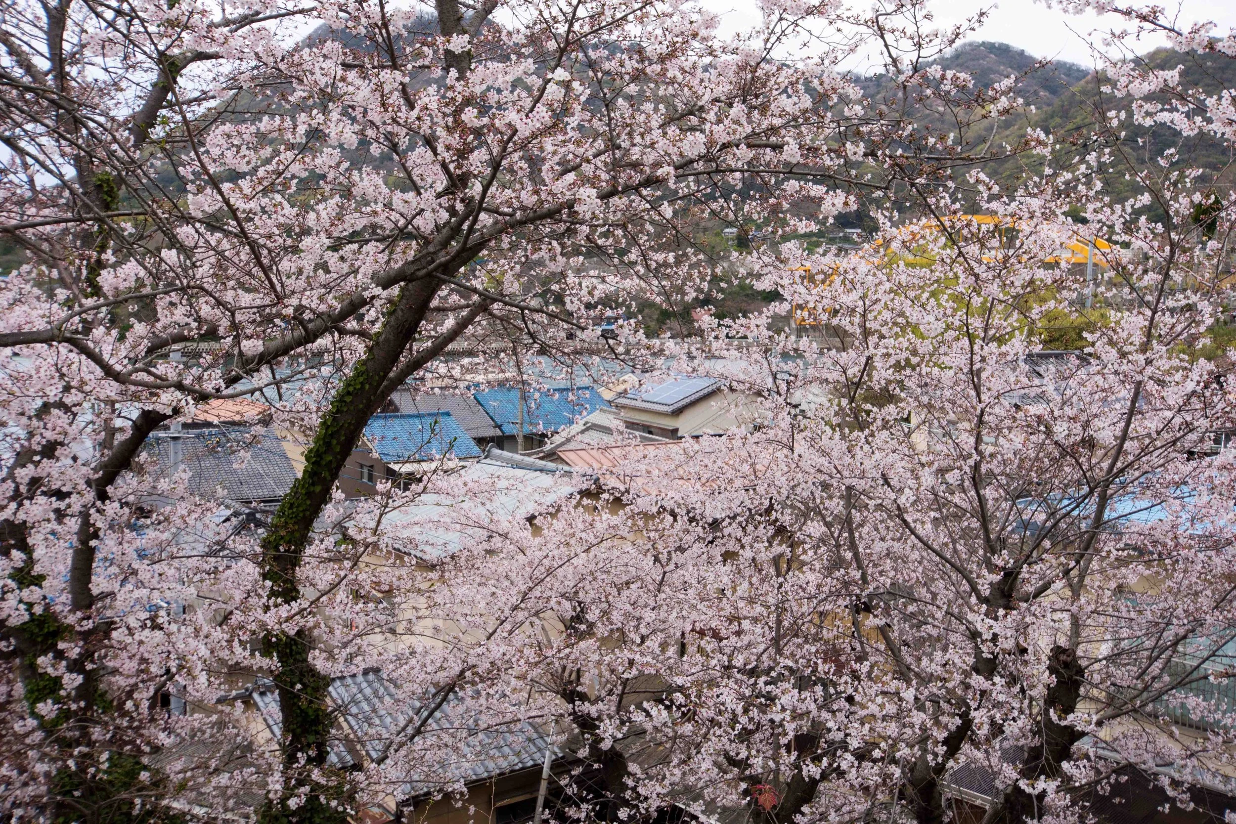 DSC_2374.b.k..jpg