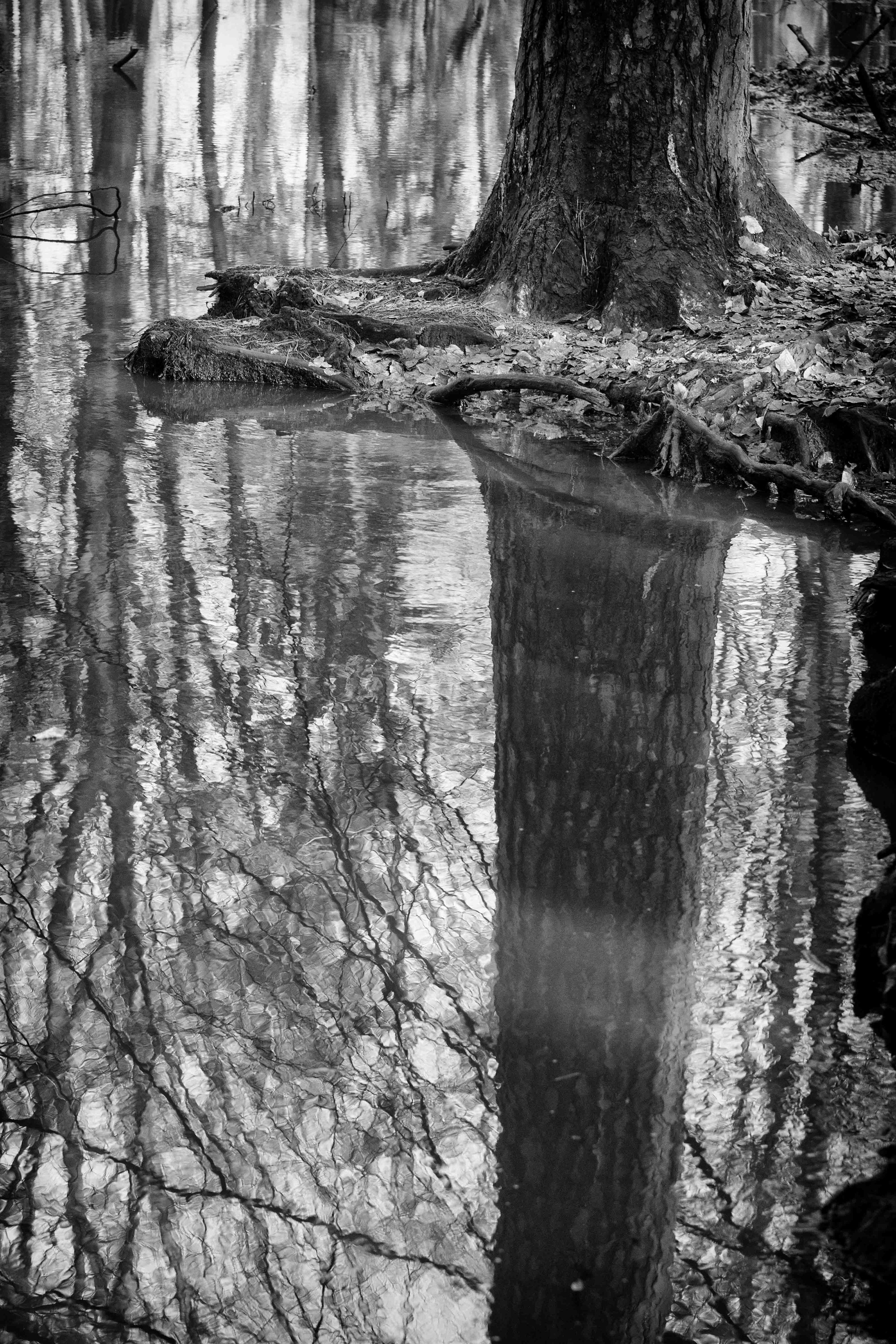 DSC_0271.b.ZW.k..jpg