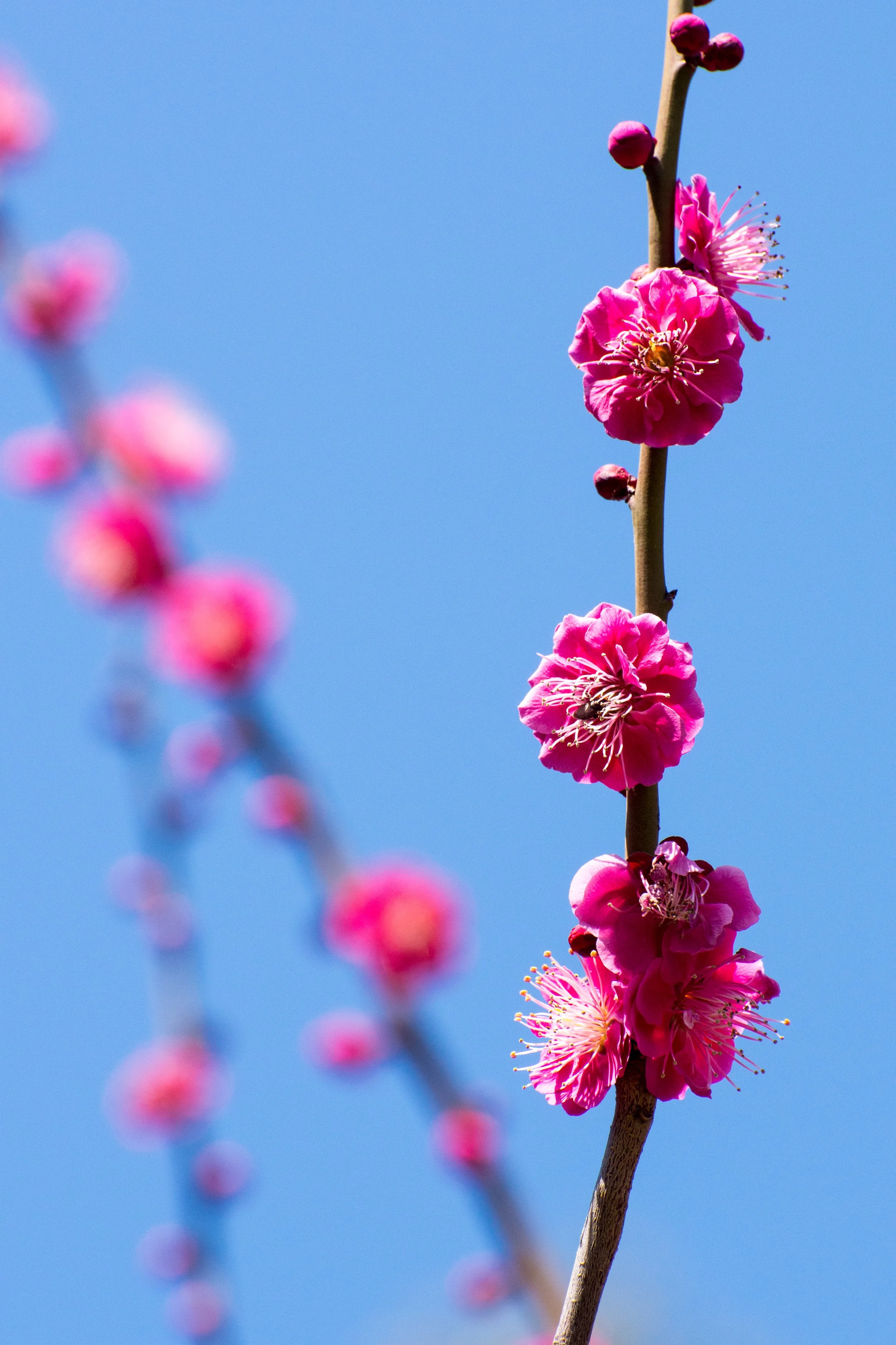 DSC_3643.b.jpg