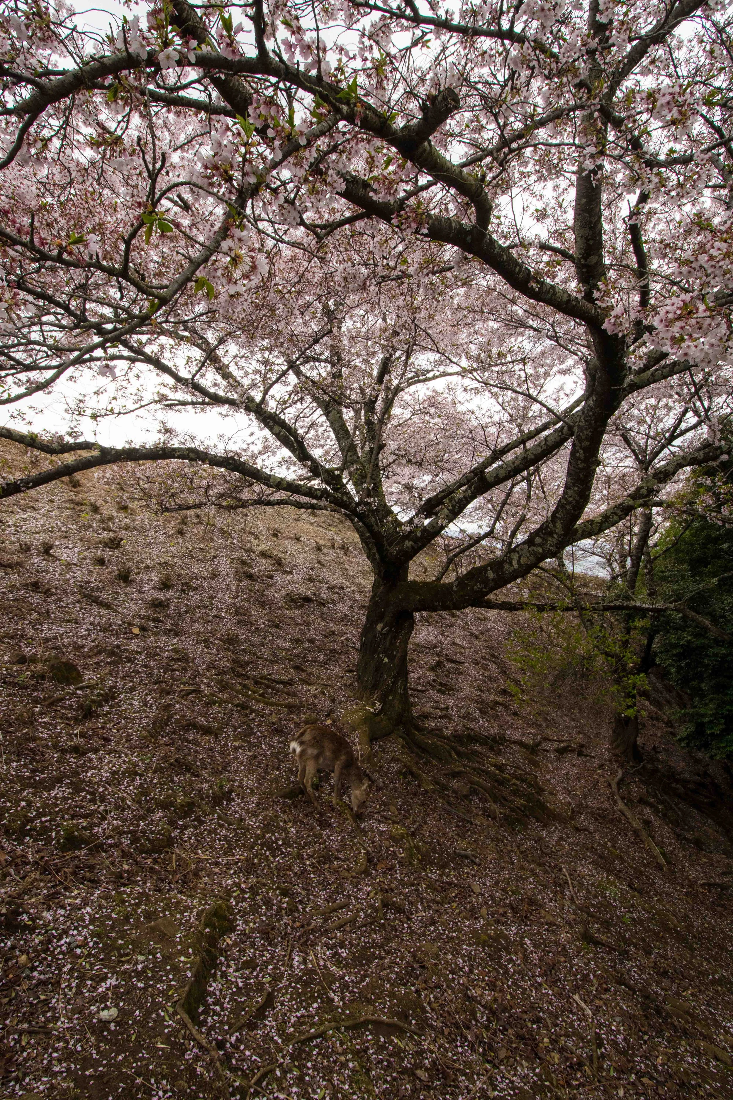DSC_2669.b.k..jpg