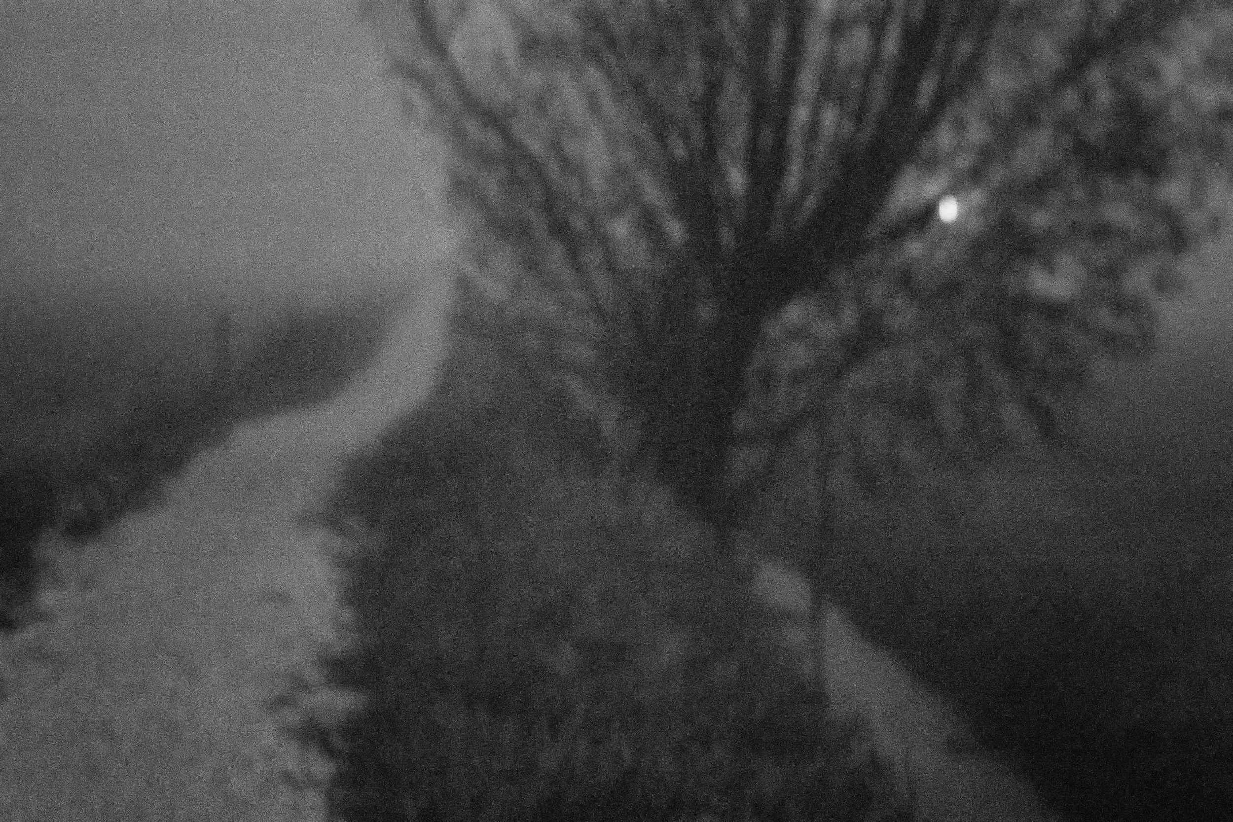 DSC_9374.b.ZW.k..jpg