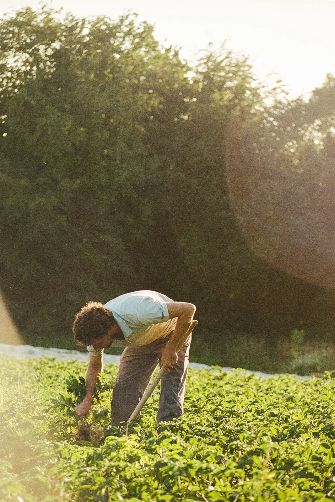 anneville farm 1.jpg