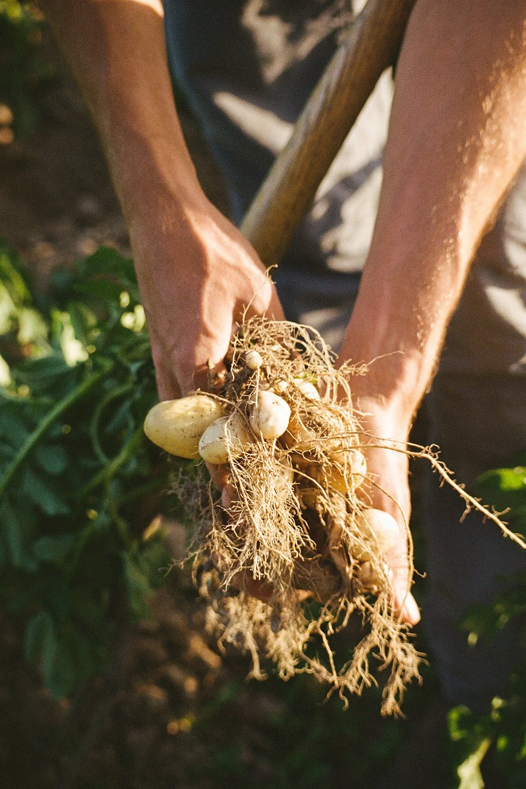 anneville farm 2.jpg