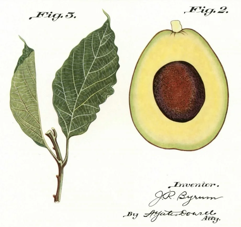 Avocado Plant Patents