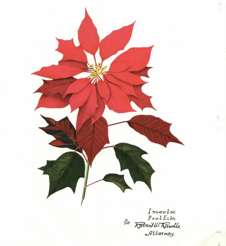 Poinsettia Plant Patents
