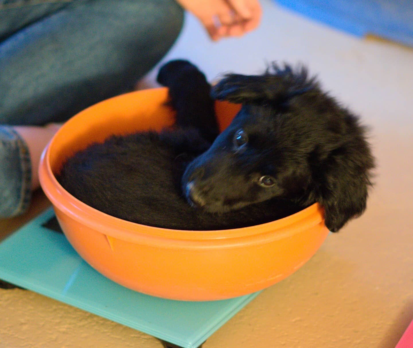 Back when Pepper fit in the mixing bowl. She no longer fits in the mixing bowl.