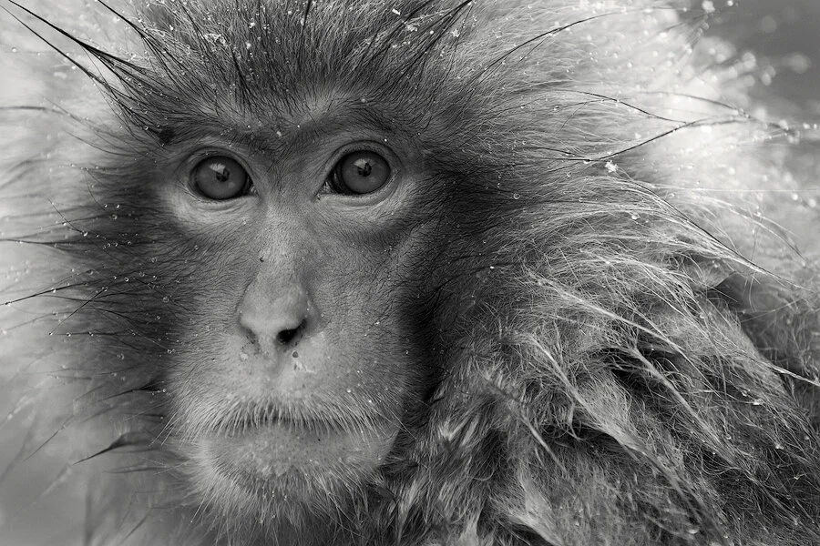 Snow Monkey - Japan