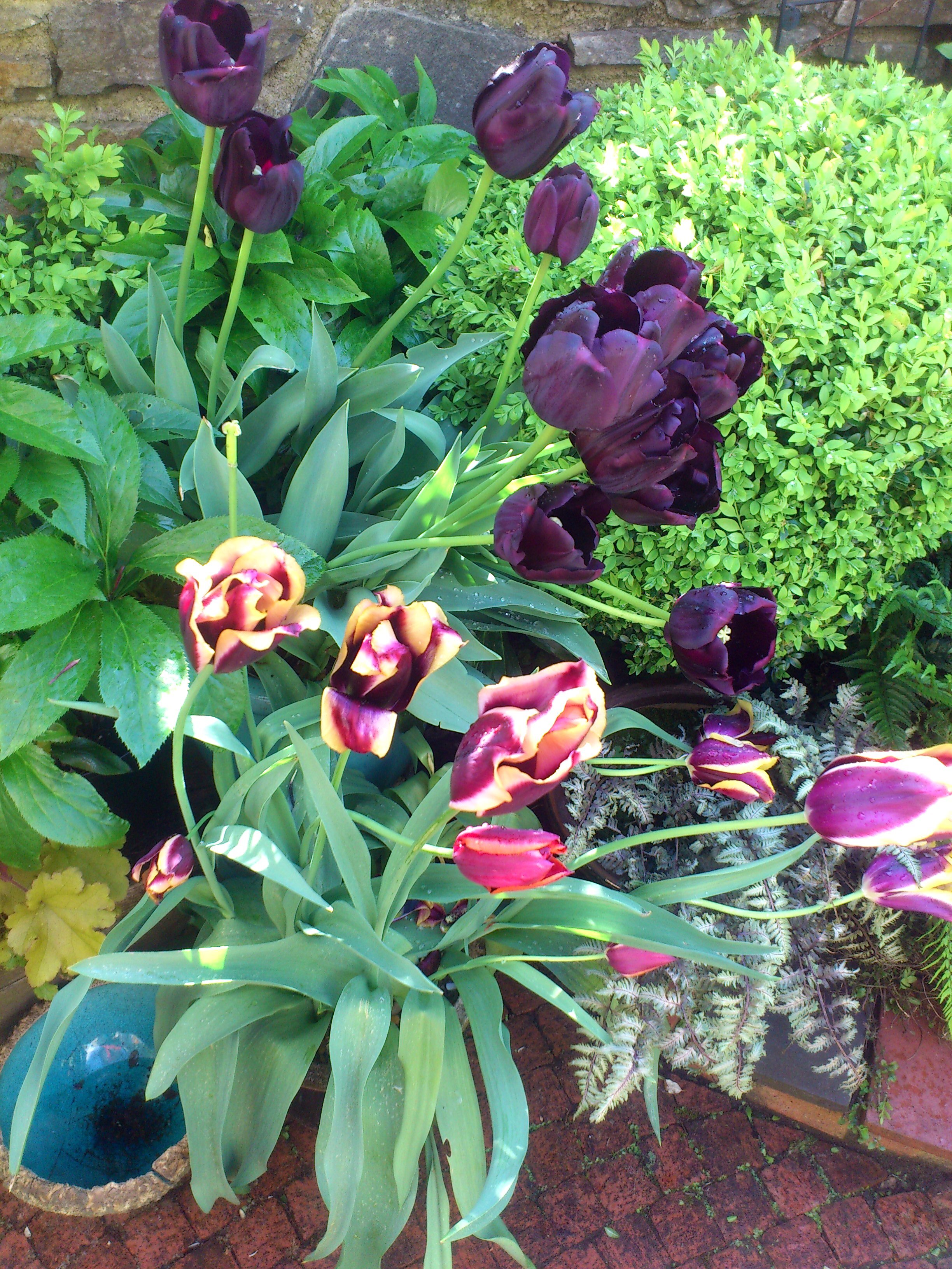 April tulips (1).jpg
