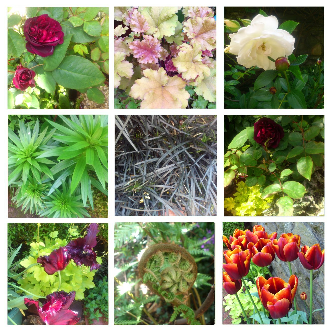 Nine May Garden details.jpg