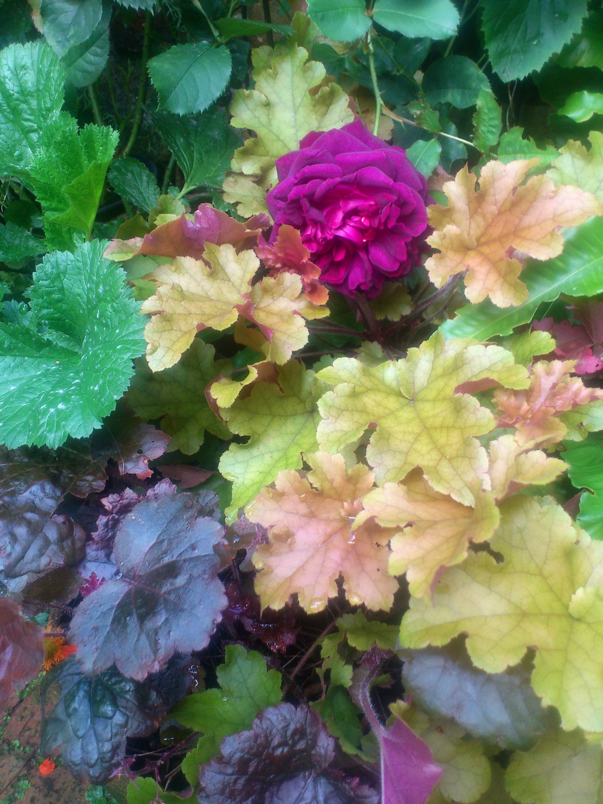 July Heuchera rose.jpg