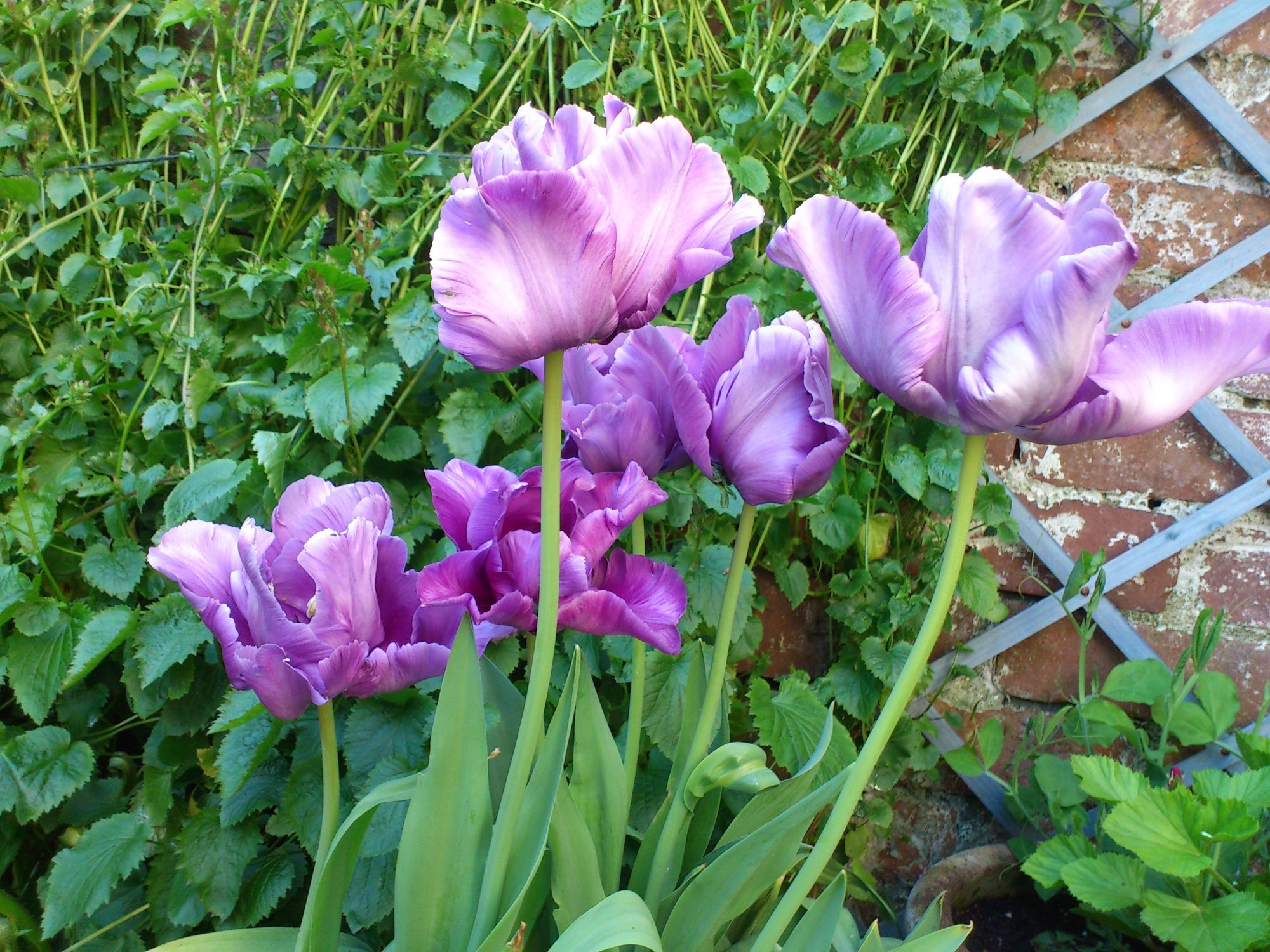 Tulips - Blue Parrott.jpg