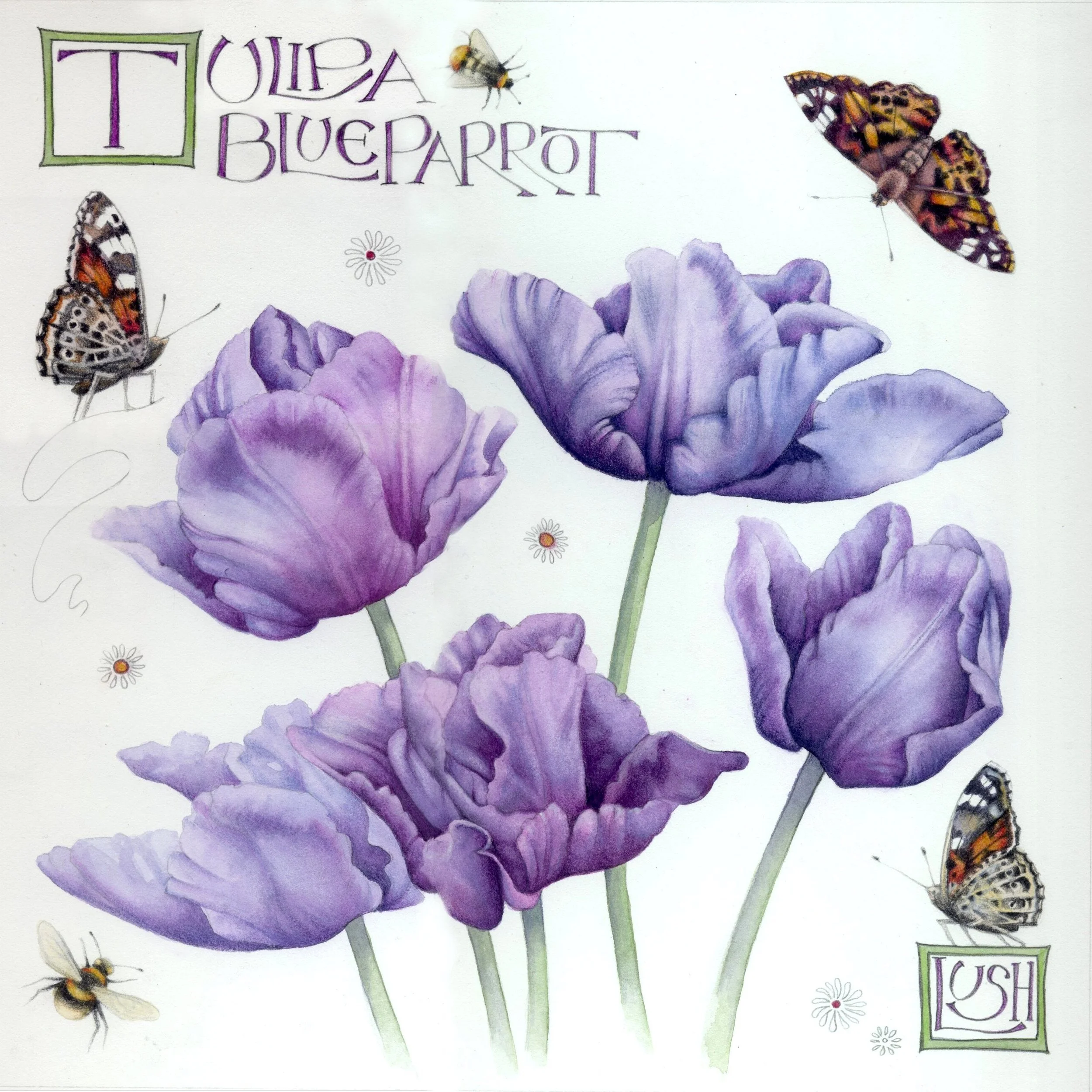 blueparrot (2022_08_14 08_14_35 UTC).jpg