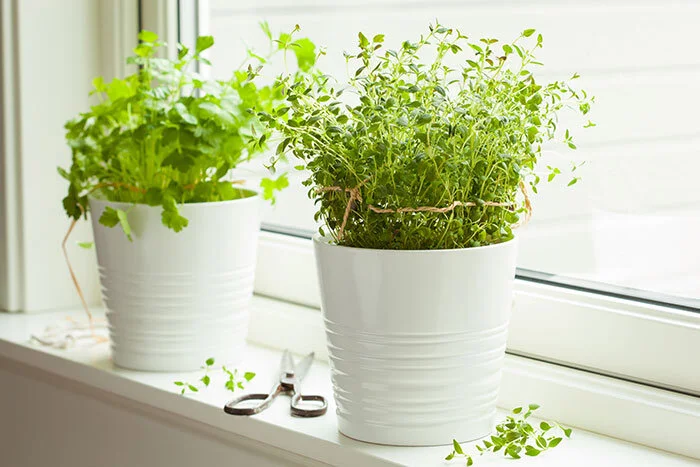 Starting Seeds Indoors