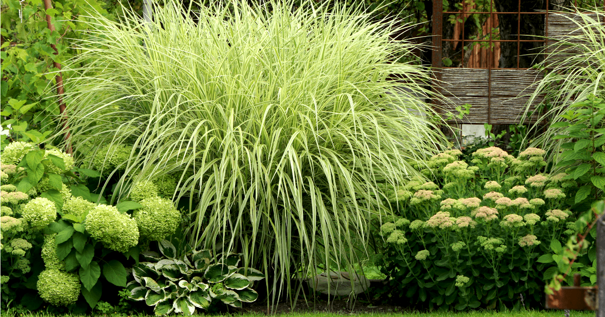 Garden Trend Report