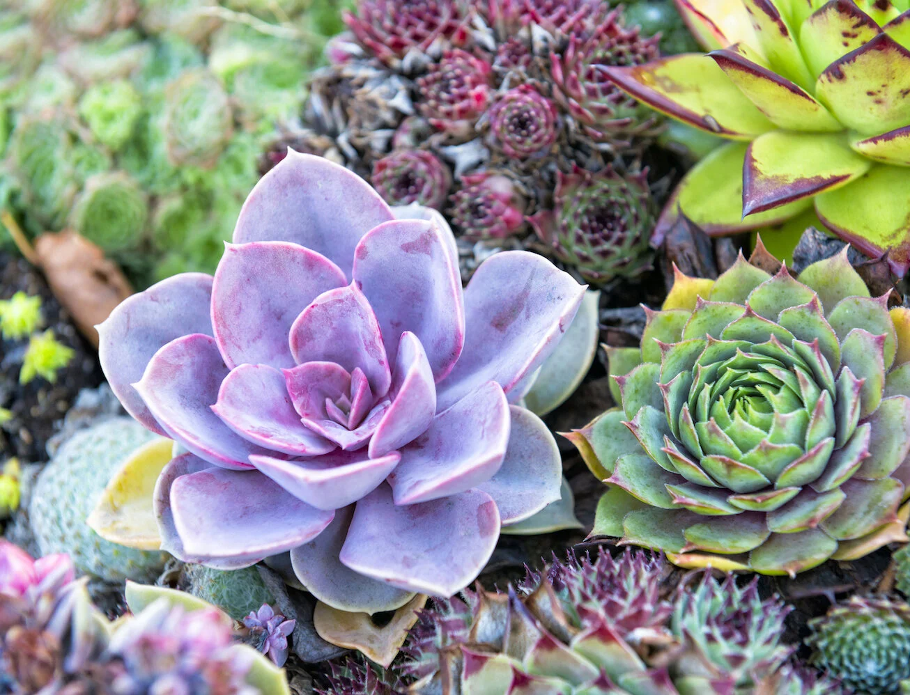 4 Houseplant Trend 