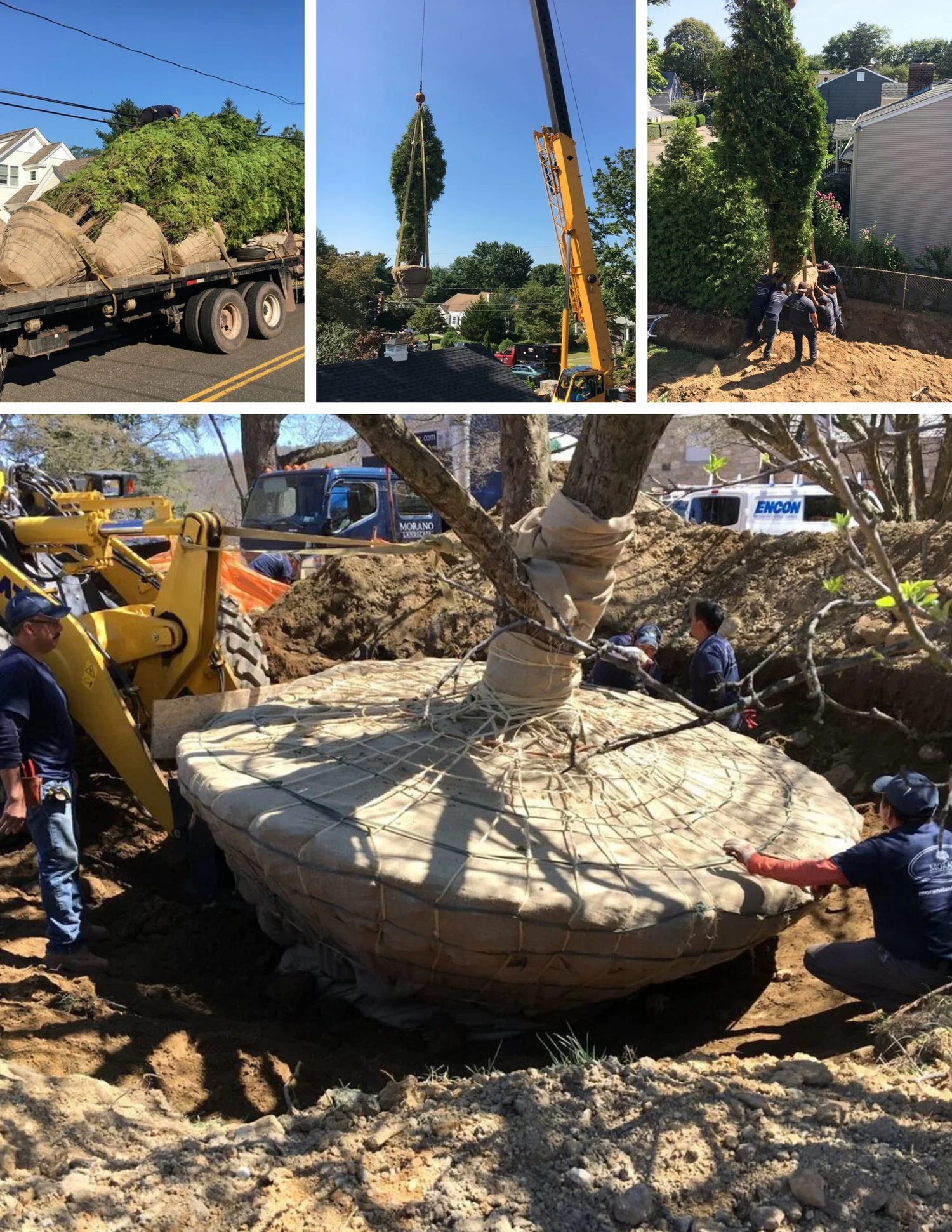 Tree Metal Installation Mature Tree Installation Services | The Morano Group — Morano Group ...
