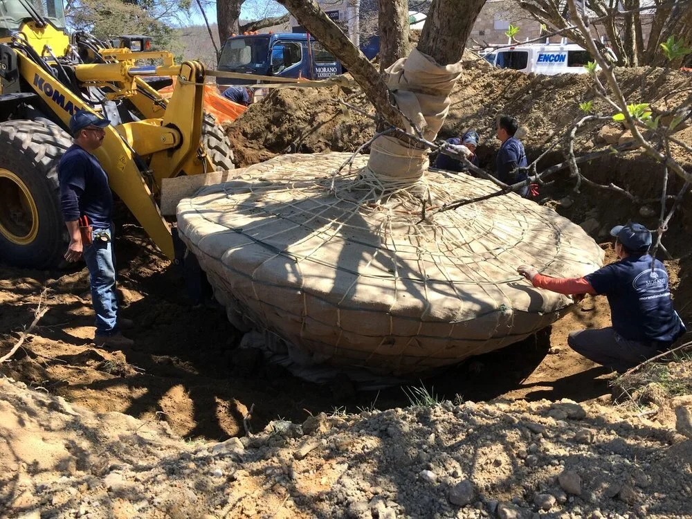 Mature Tree Installation
