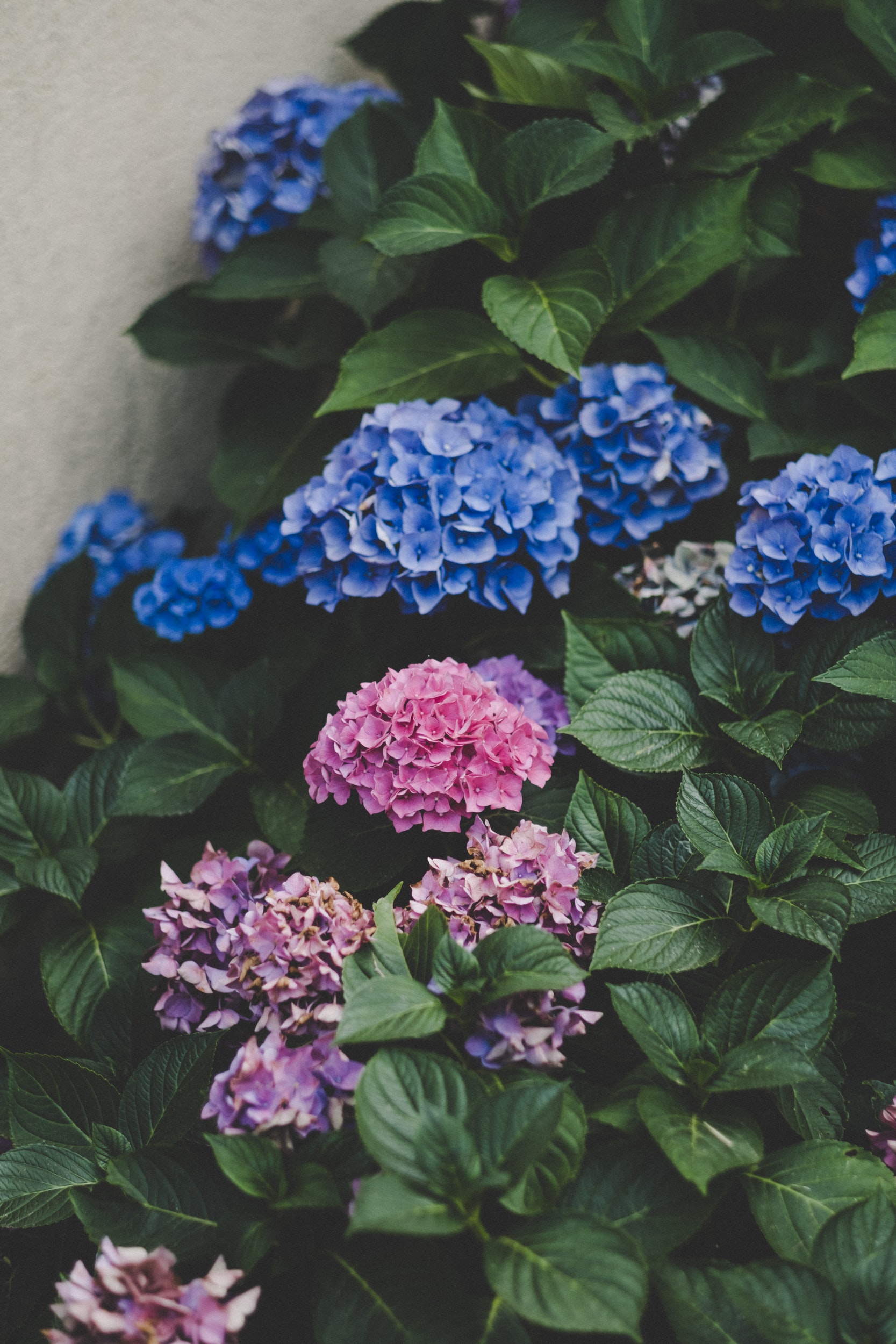 Handling Hydrangeas 