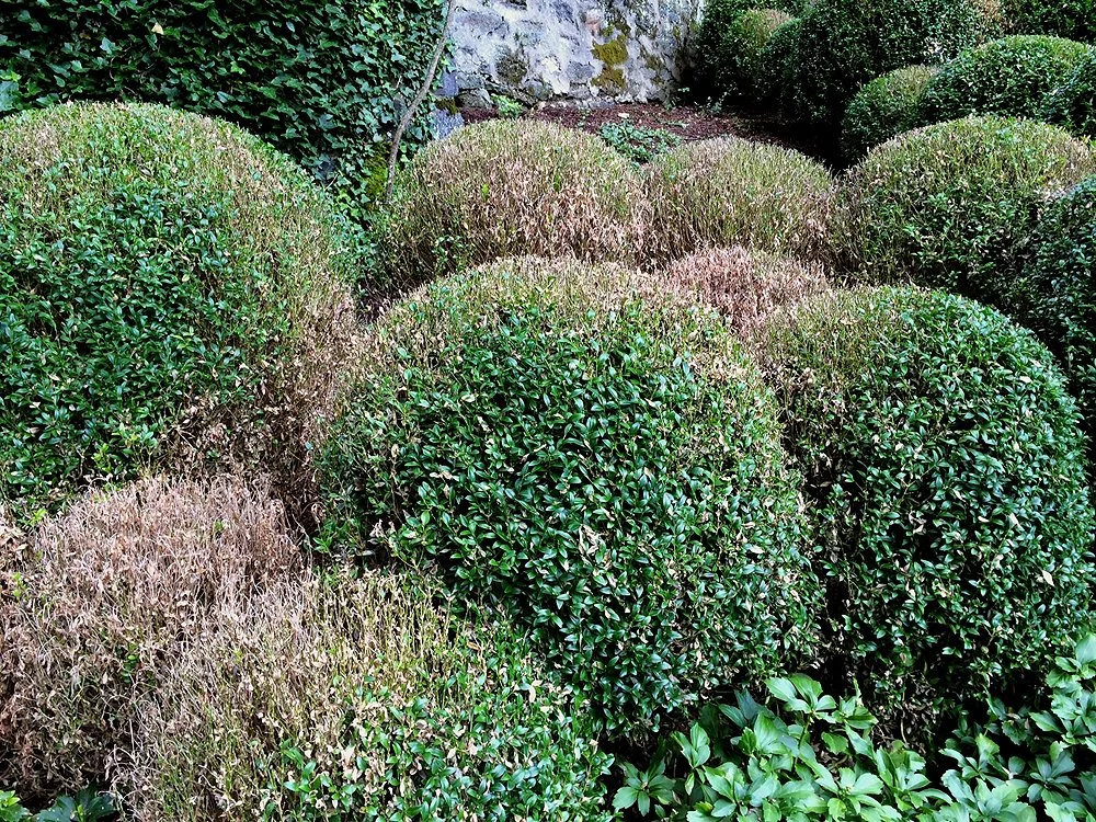 Battling Boxwood Blight