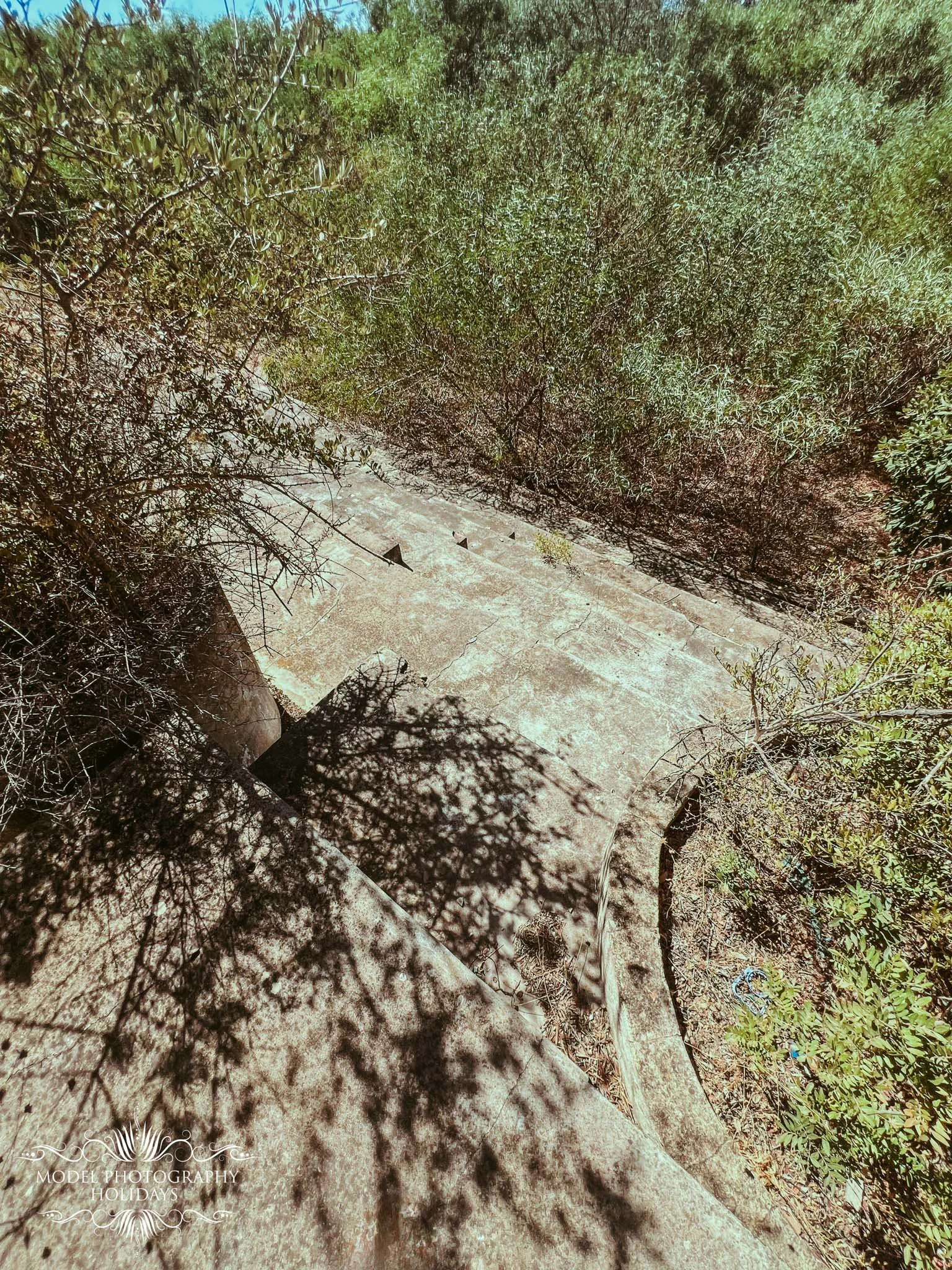 Shadows of tree branches cast on a flat stone pathway surrounded by green bushes and foliage.