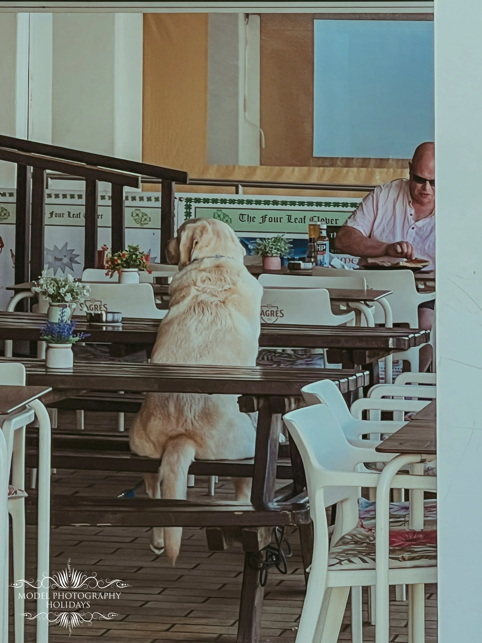A dog standing on its hind legs with front paws on a table, looking towards a man sitting at a table in a restaurant or cafe with flowers and condiments. The background has decorative tiles with text and some wall art.