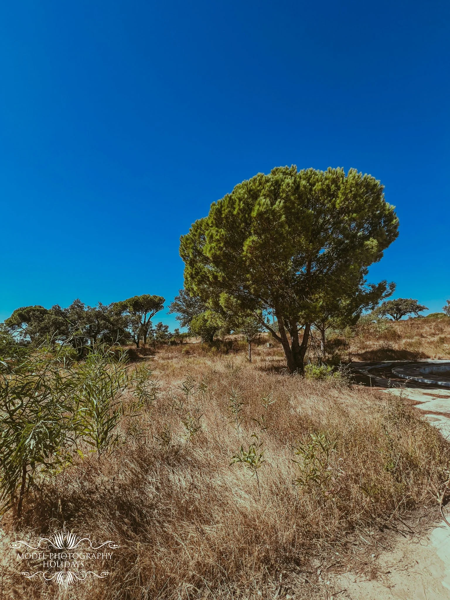 A landscape scene with tall grass, trees, and a blue sky.