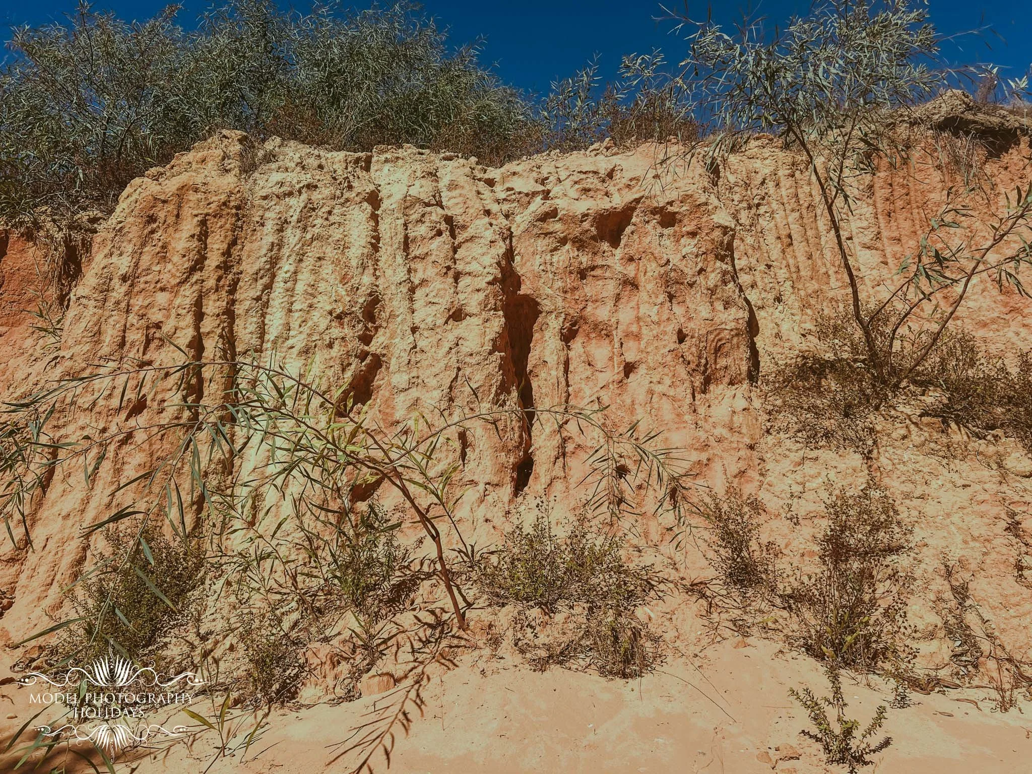 A rocky desert landscape with sparse vegetation and small plants, under a clear blue sky.