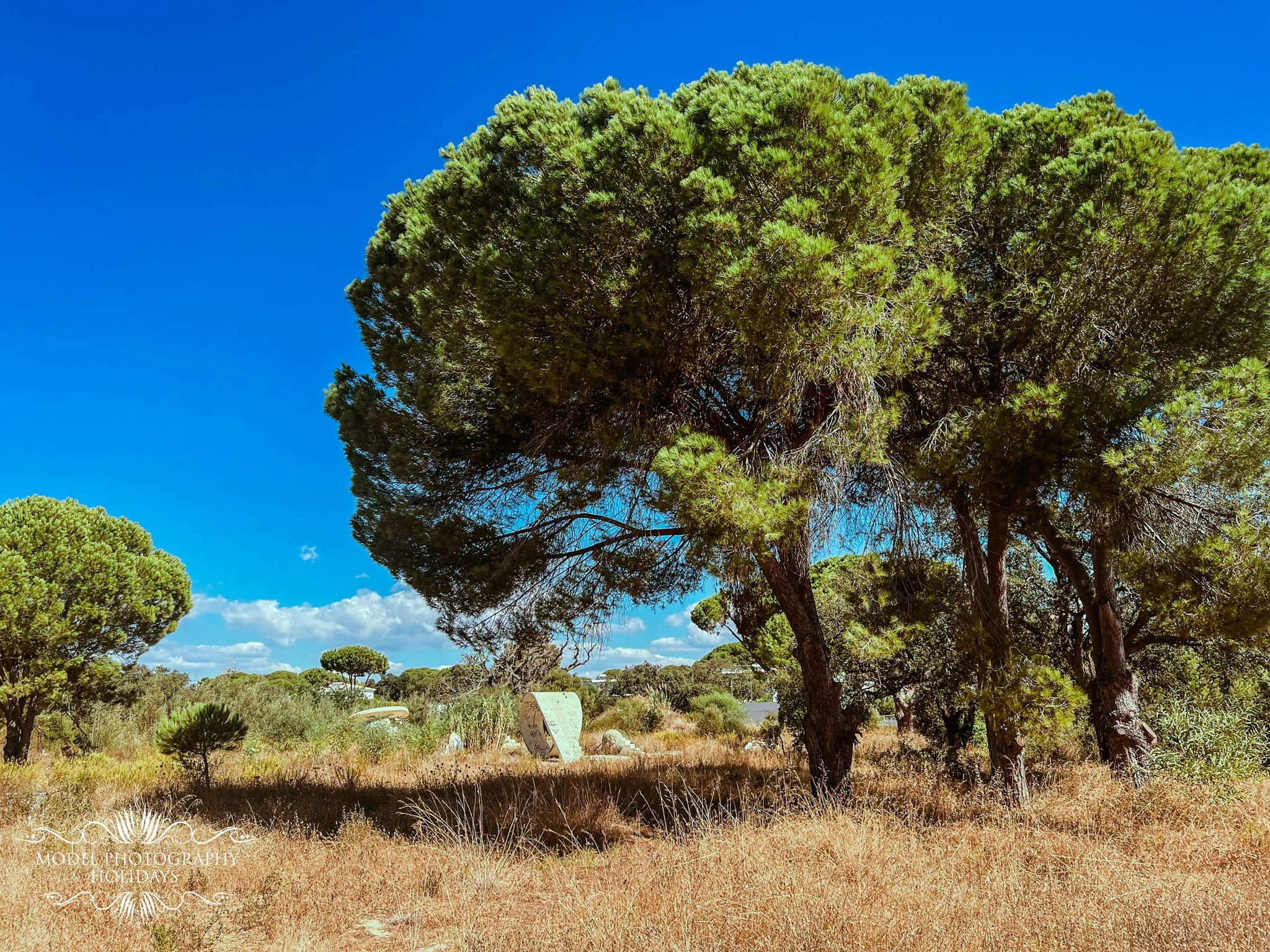 Tall pine trees in a grassy field under a clear blue sky