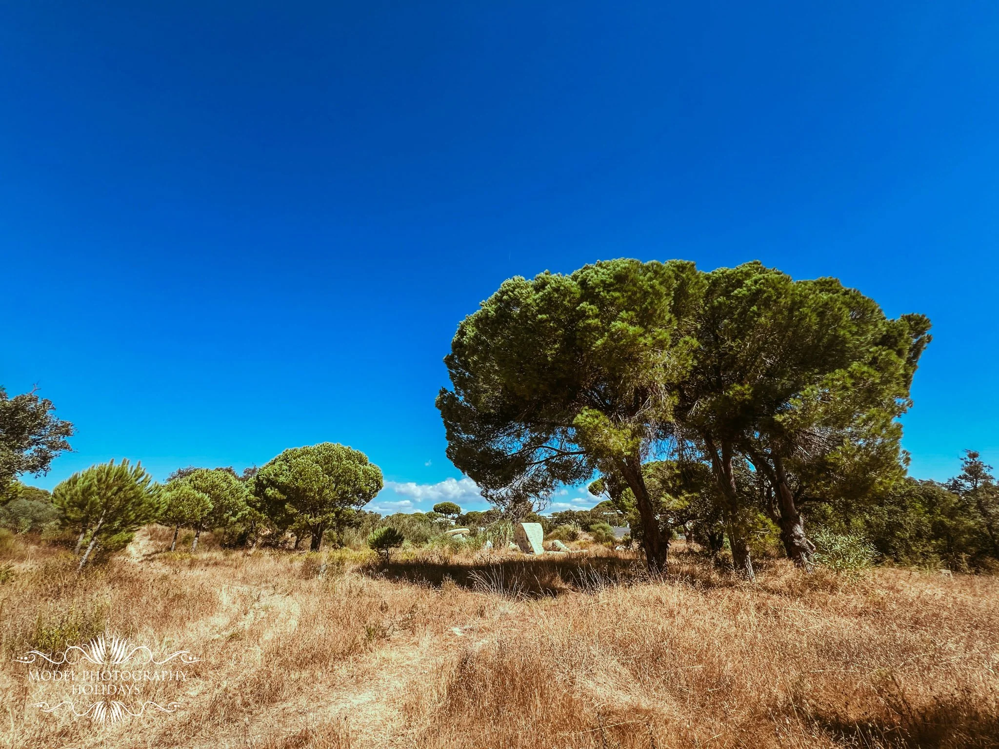 A scenic view of tall green trees in a dry grassy field under a bright blue sky.