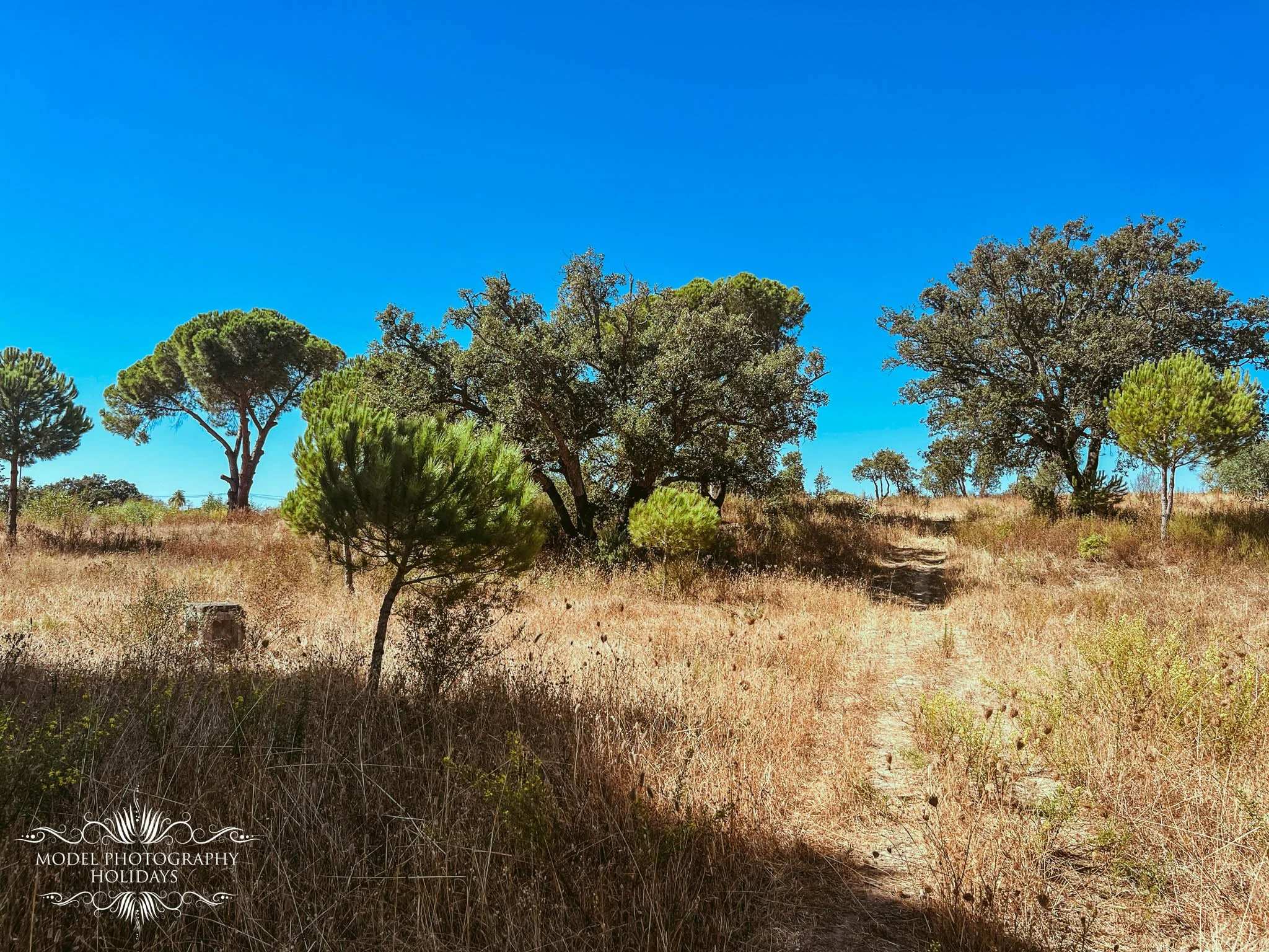 A dry, grassy landscape with a dirt path, dotted with green trees under a clear blue sky.
