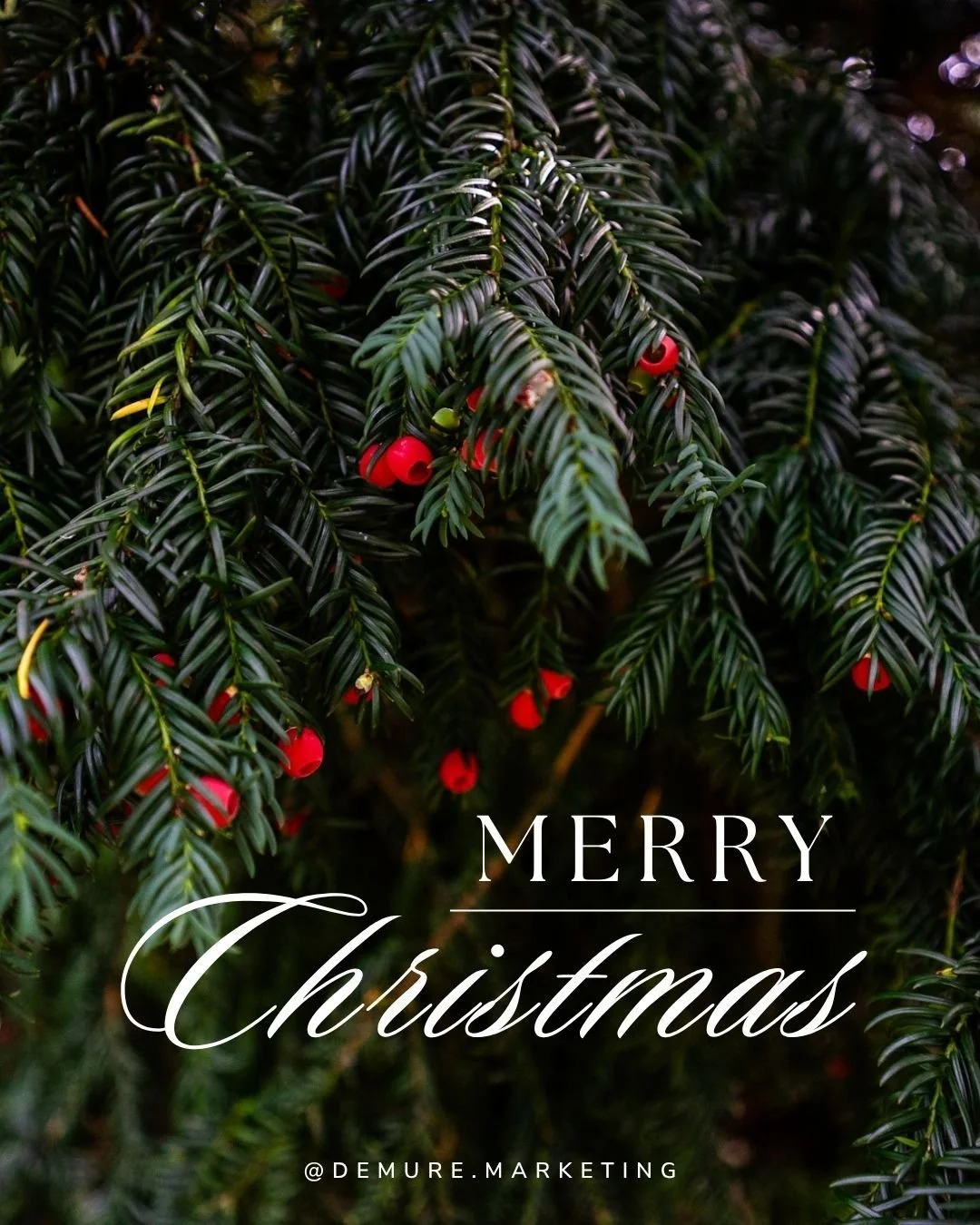 As the Christmas season embraces us with its warmth and joy, we want to extend our sincerest gratitude and heartfelt wishes to you and your loved ones. Every interaction with you in our community has been a gift, and your support means the world to u