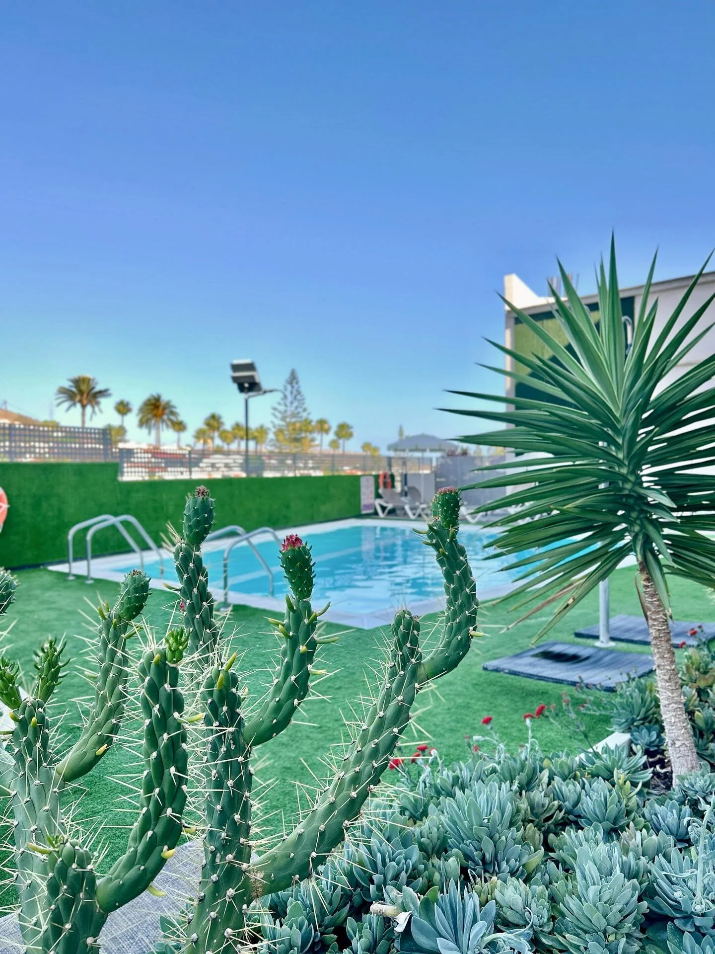 🌿 Disfruta del para&iacute;so verde en Cornisa Apartments: piscina y relax total.

Englanniksi:
🌿 Enjoy the green paradise at Cornisa Apartments: pool and total relaxation.

#grancanaria #pool #piscina #holidayhome