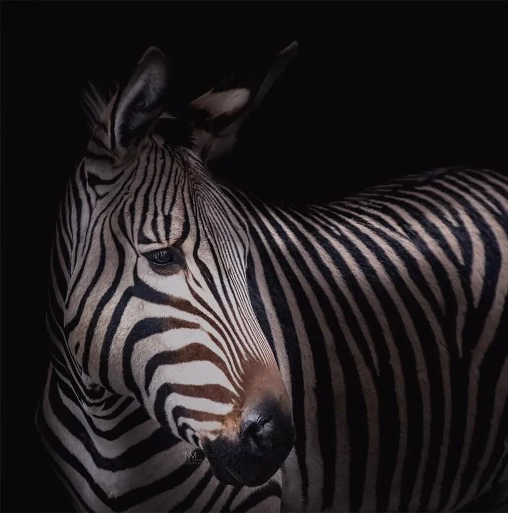 'Untamable' &spades;️ Many have tried but it is almost impossible to domesticate the zebra. Still one of my favourites, photographed back in 2019. #nadinemohrphotography #throwback #untamable #wildone #zebra #wildlifephotography #luxinteriors #finear