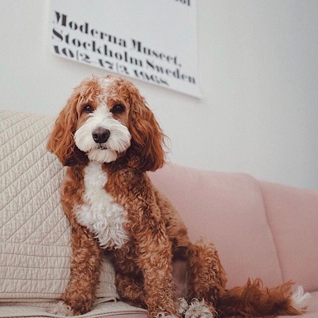 Toast is looking so handsome after his Spaw Day with Maui! 🐶💕 We&rsquo;re booking ahead for July right now, we recommend calling in asap if you&rsquo;re looking for a spot as they&rsquo;re filling up very quickly!

We can&rsquo;t express enough how