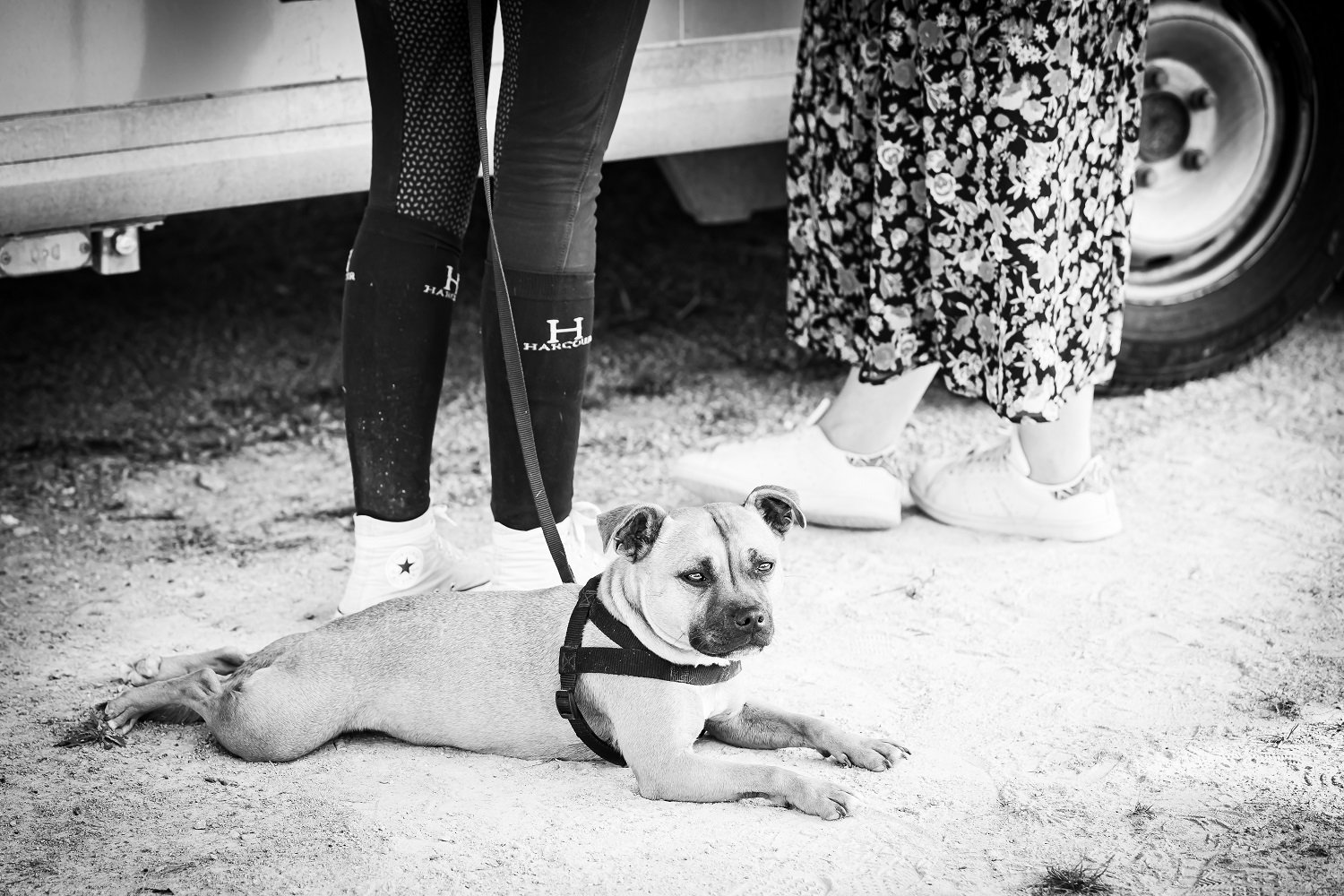 Macon-Dressage-July2020-KateMacLeodPhotography_22.jpg