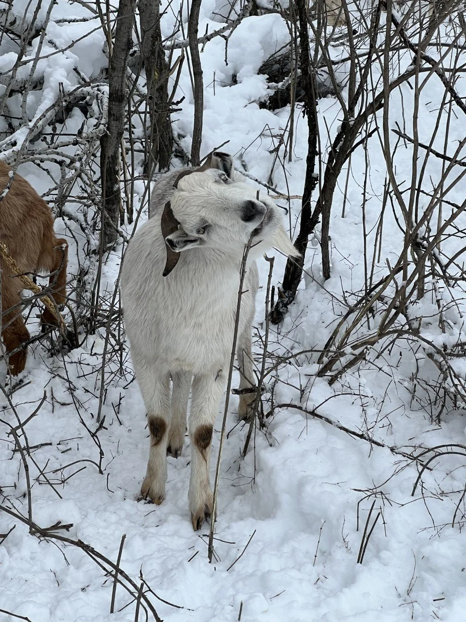 goats 1.10.23_MKG.jpg