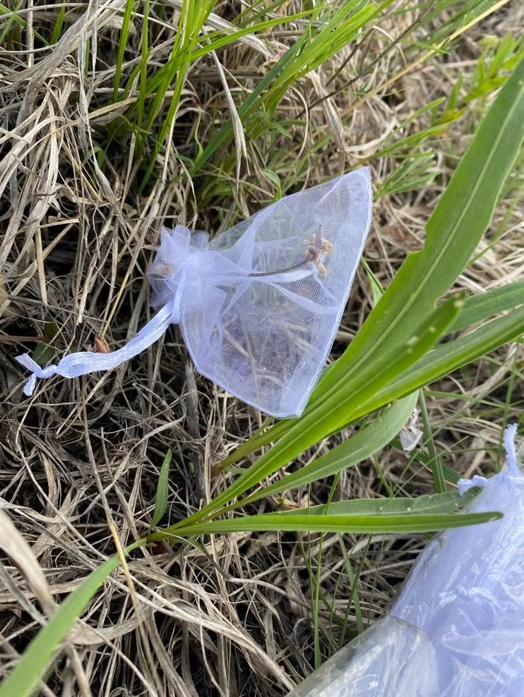 Violets, Butterflies, and Bison—Restoring the Prairie Ecosystem — Great ...