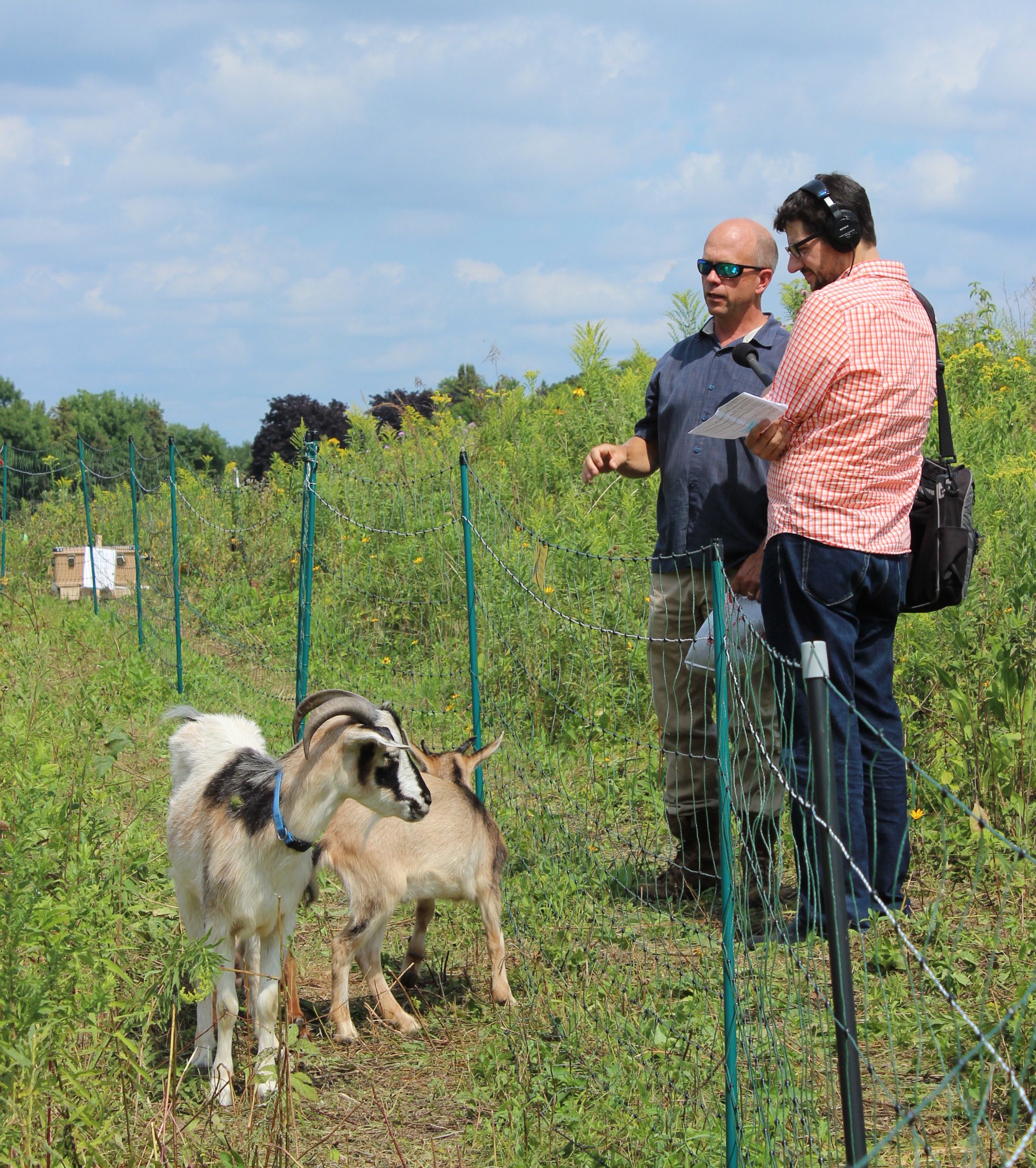 Wiley giving an interview to Minnesota Public Radio's Tom Weber about the goats grazing at Oheyawahi-Pilot Knob in 2014 