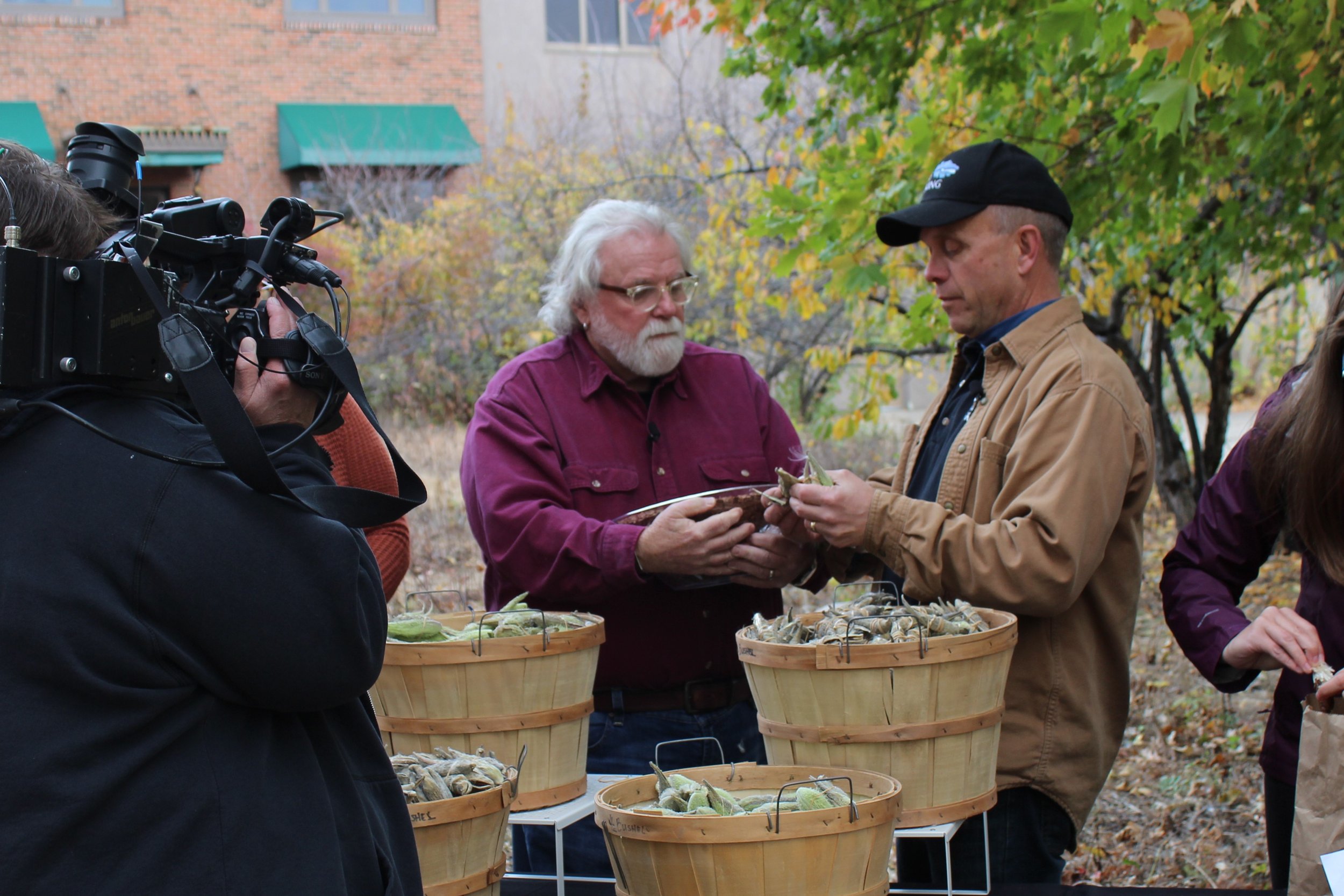 Wiley on air with KARE11's Bobby Jensen and Grow with KARE discussing Greening's efforts to collect and plant milkweed seeds (2017)