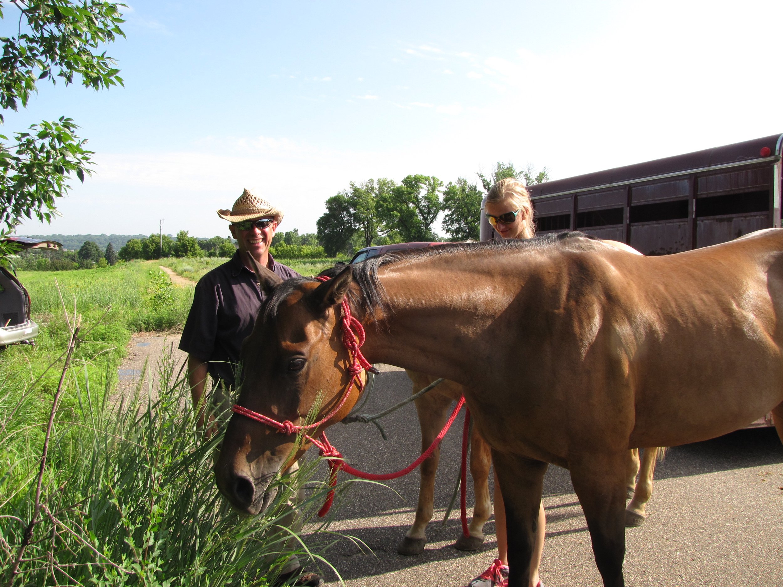 In 2013, horses were brought out to graze to assist in restoration efforts at Oheyawahi-Pilot Knob (Deborah Karasov)
