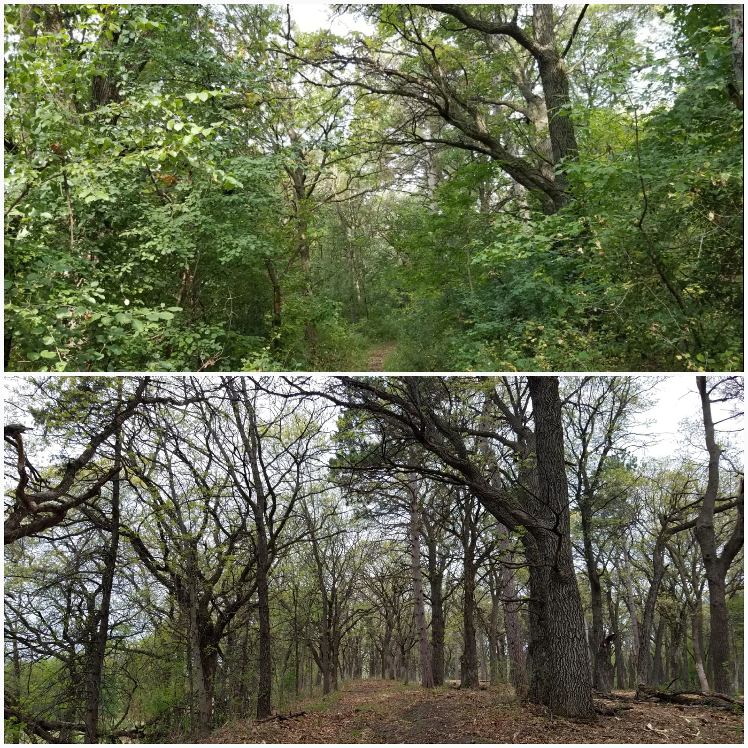 What Do We Do When the Buckthorn Is Gone?&nbsp;