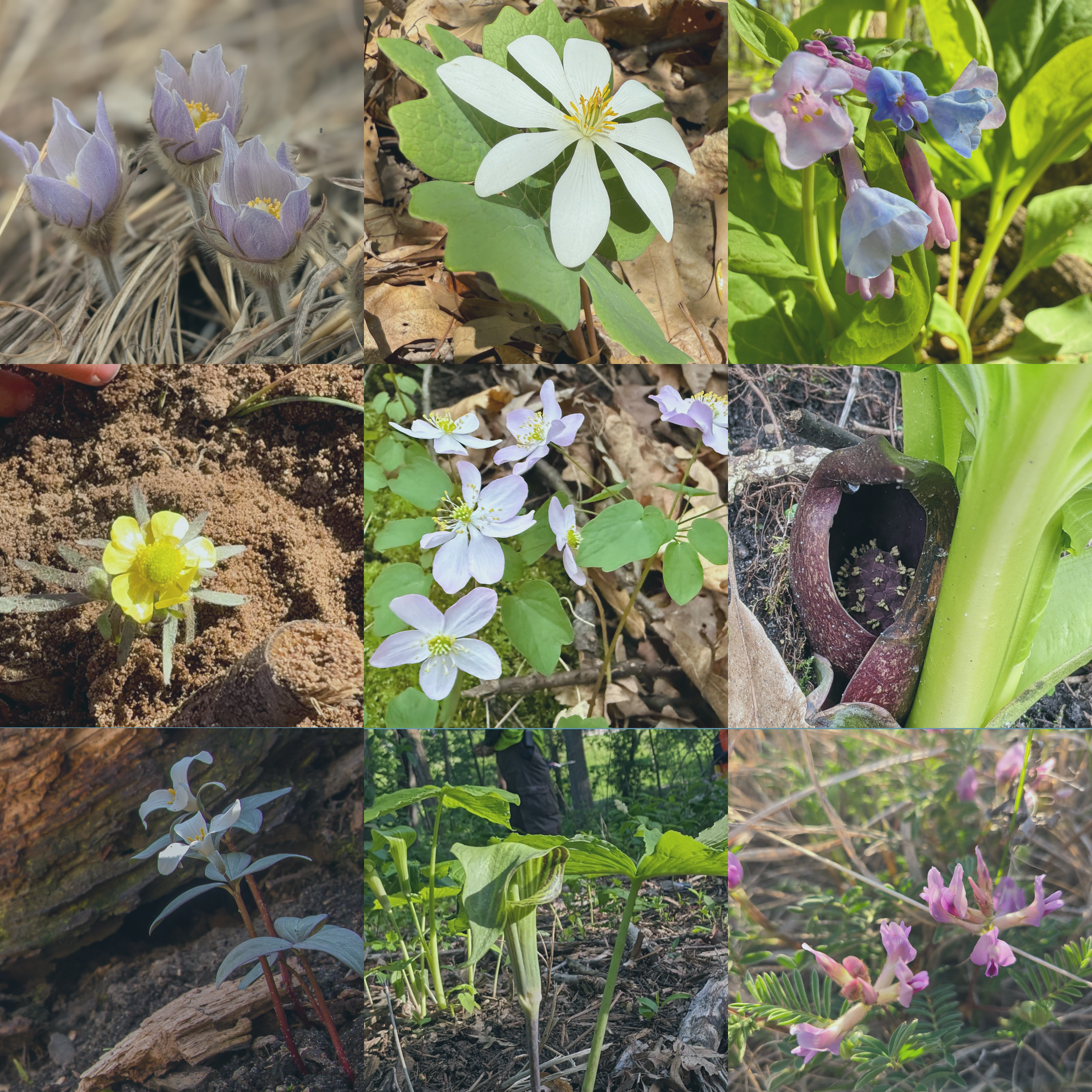 Spring Ephemerals and Early Native Blooms